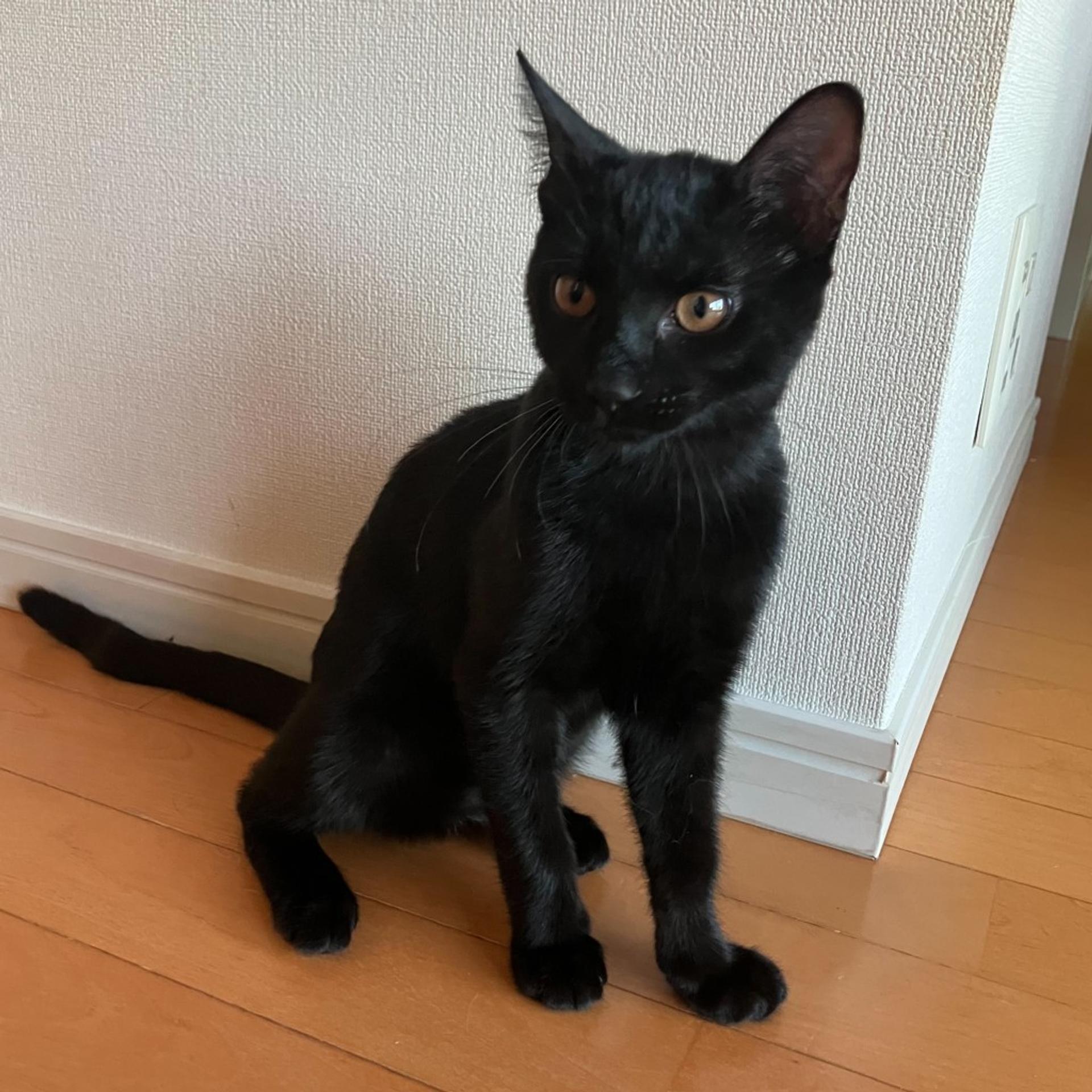pet-image-5