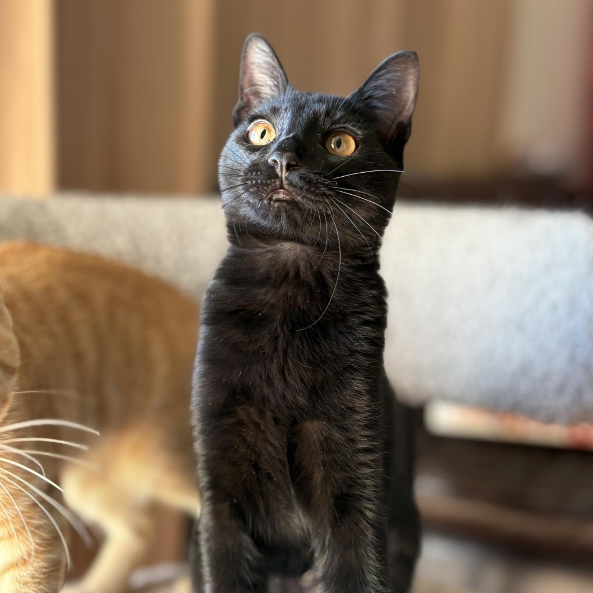 pet-image-6