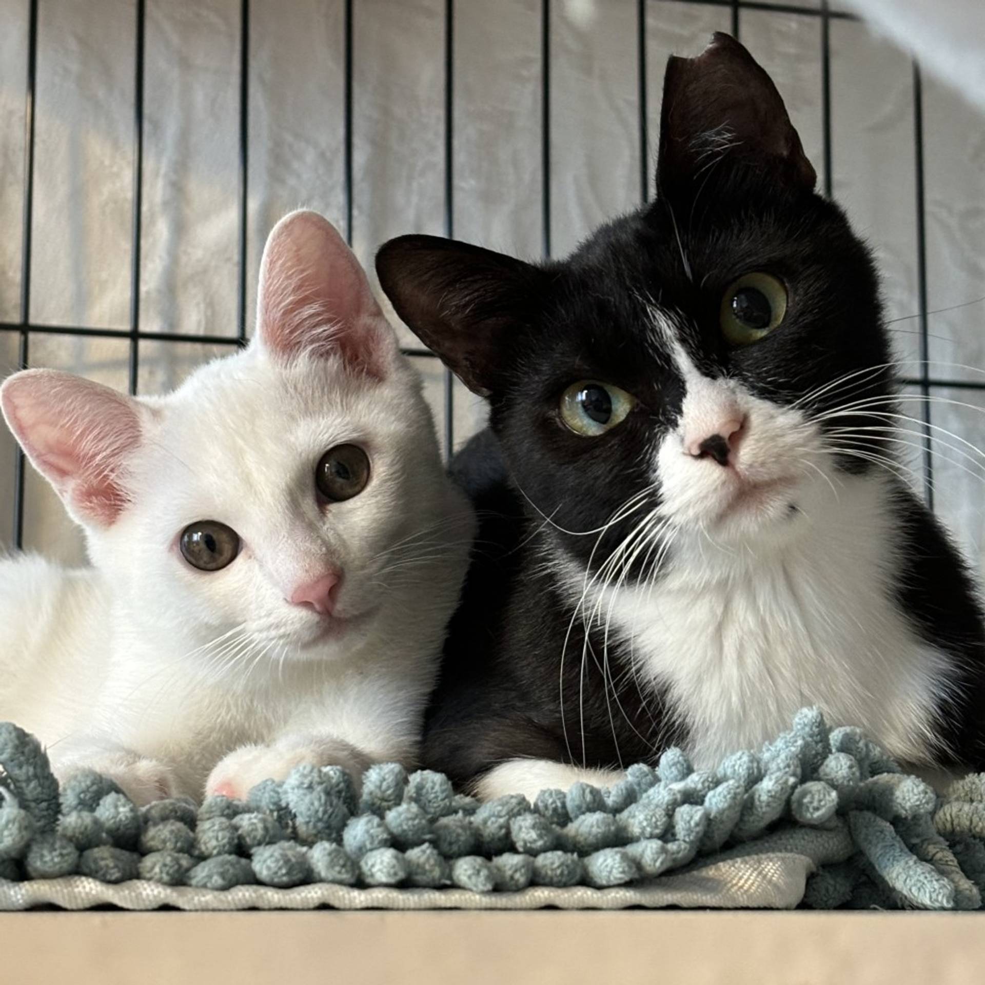 雑種（ミックス猫）・オスの里親募集の写真