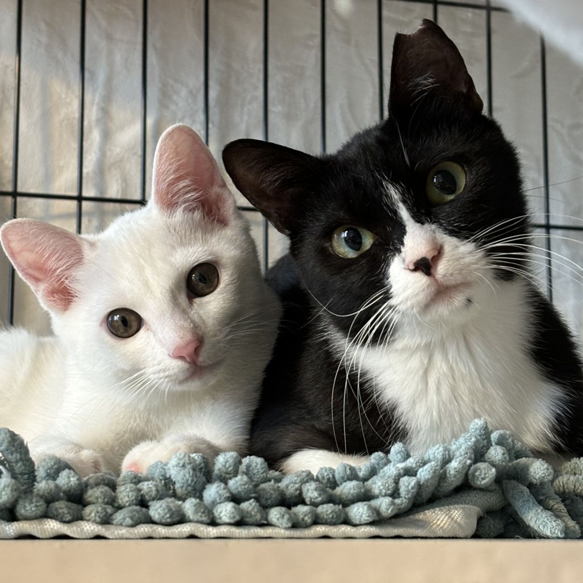 雑種（ミックス猫）・オスの里親募集の写真
