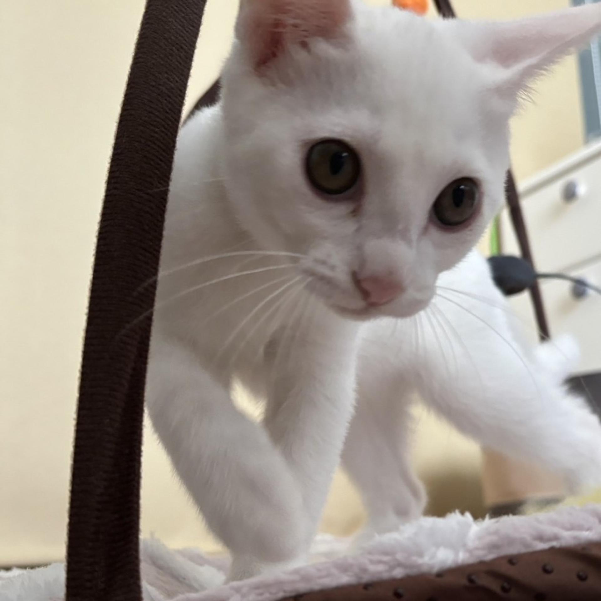 pet-image-7