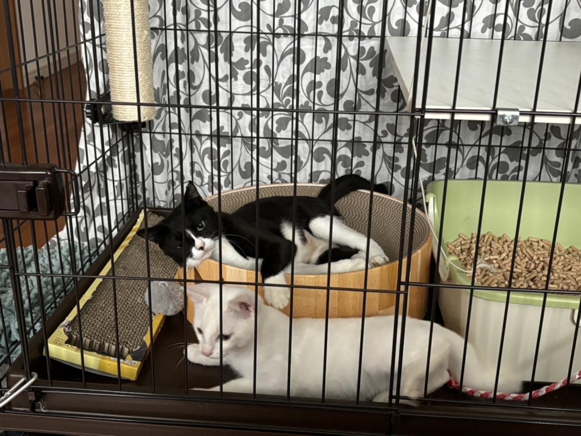 pet-image-9