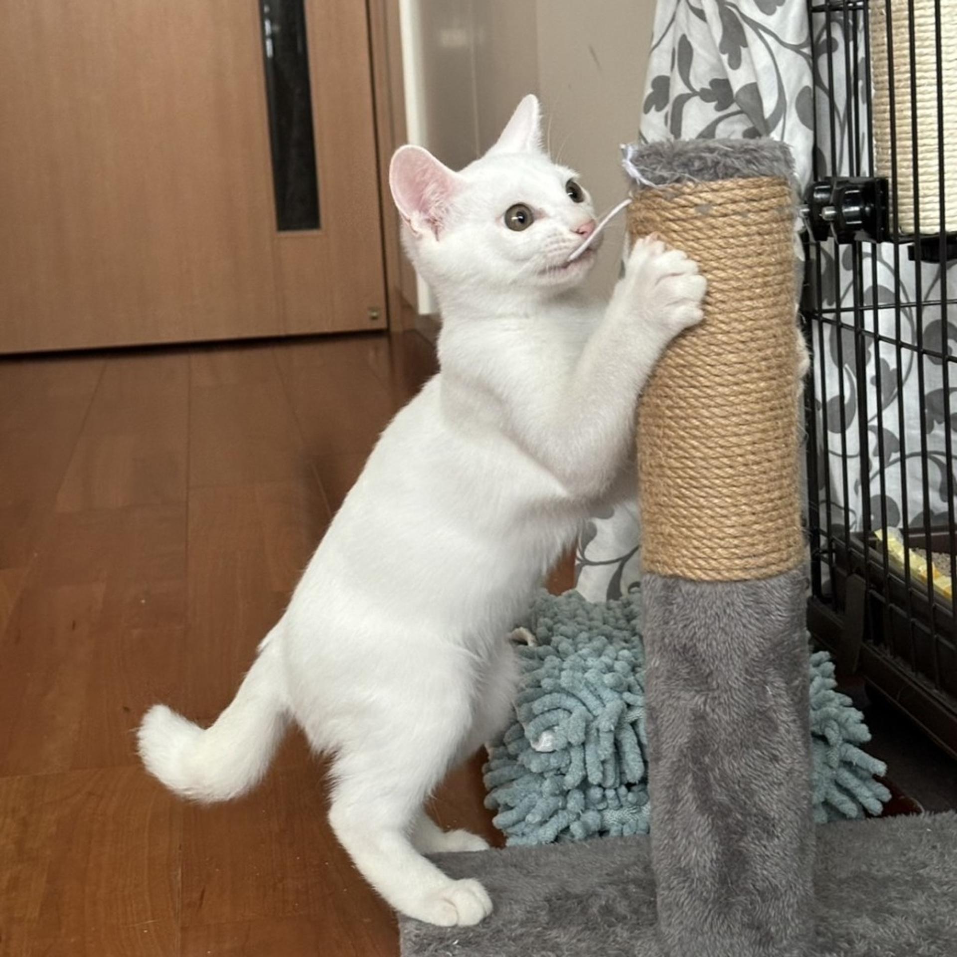 pet-image-4