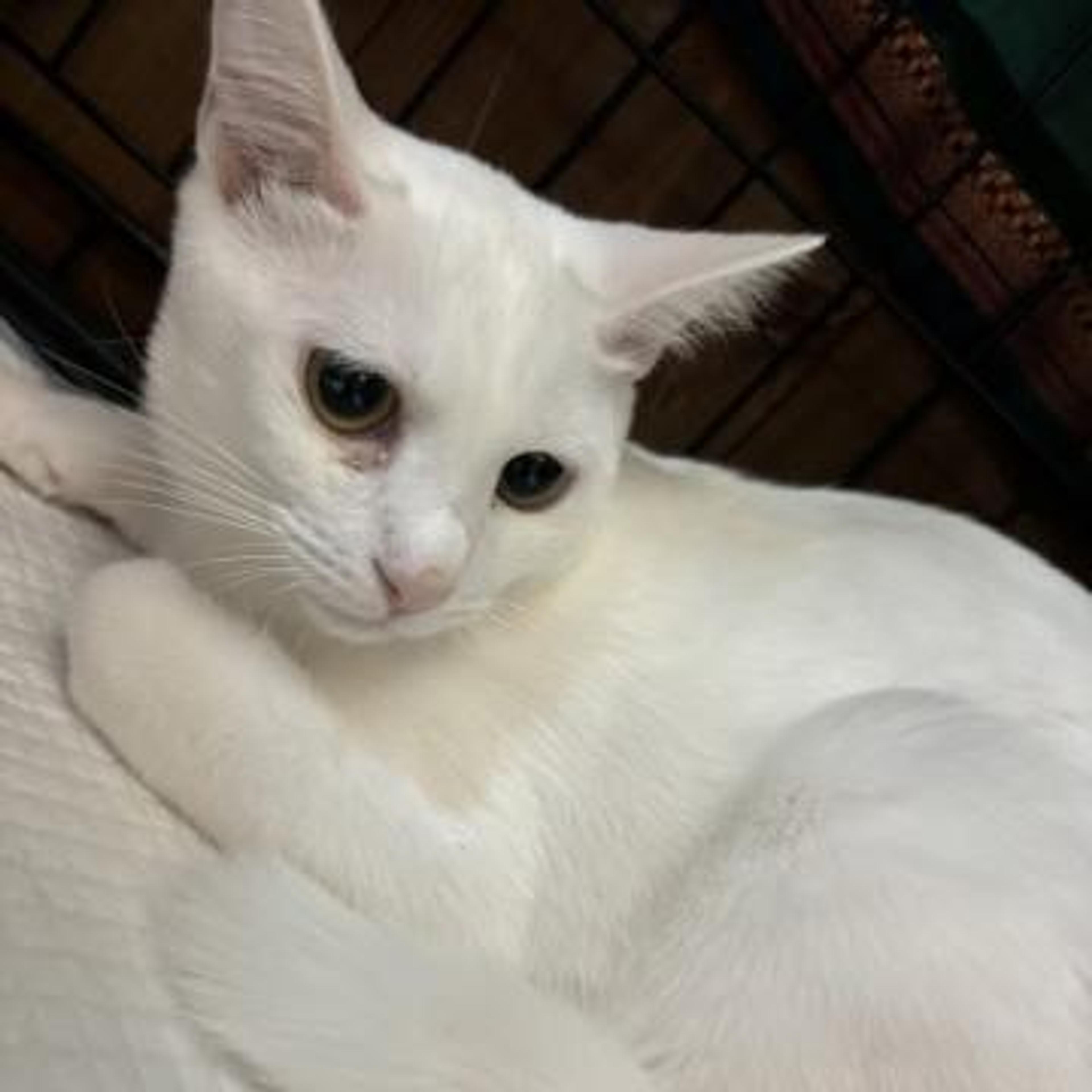 pet-image-3