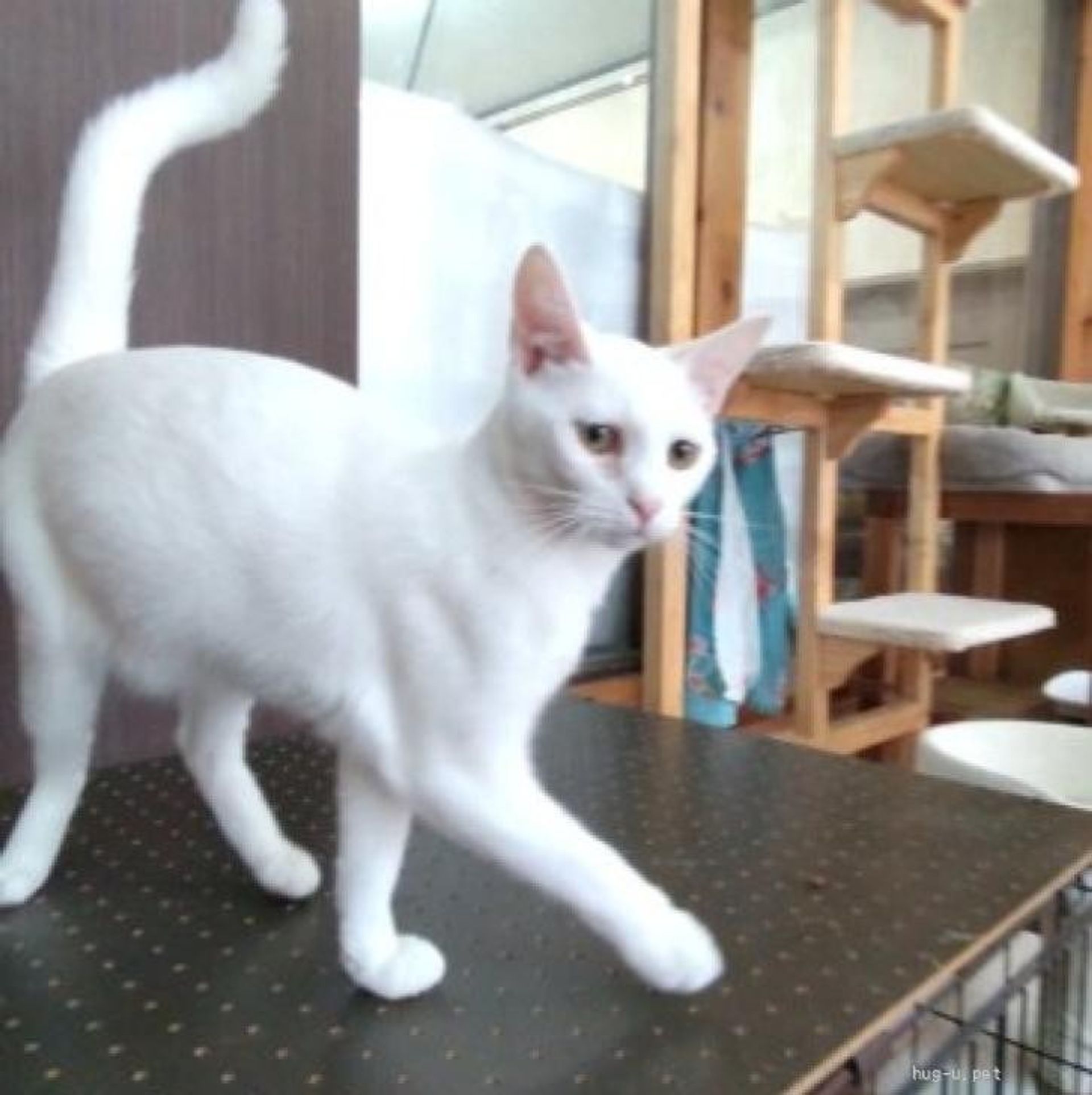 雑種（ミックス猫）・オスの里親募集の写真