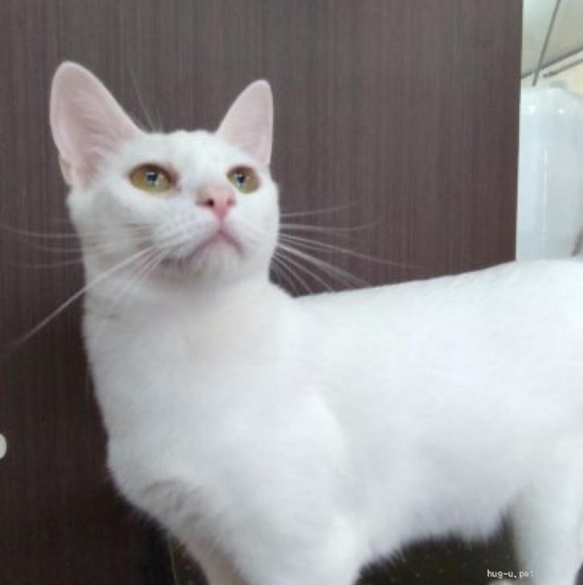 pet-image-2