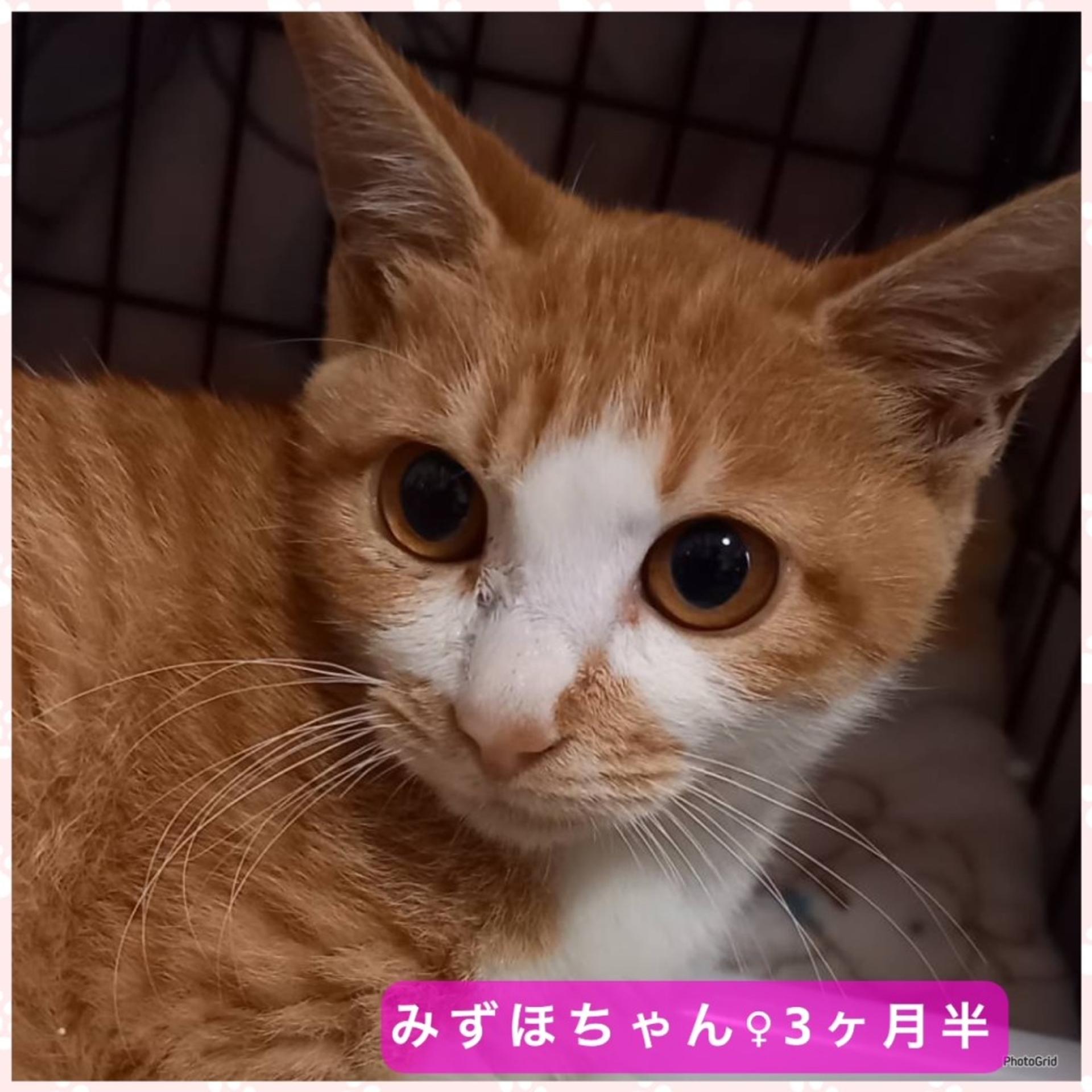 pet-image-3