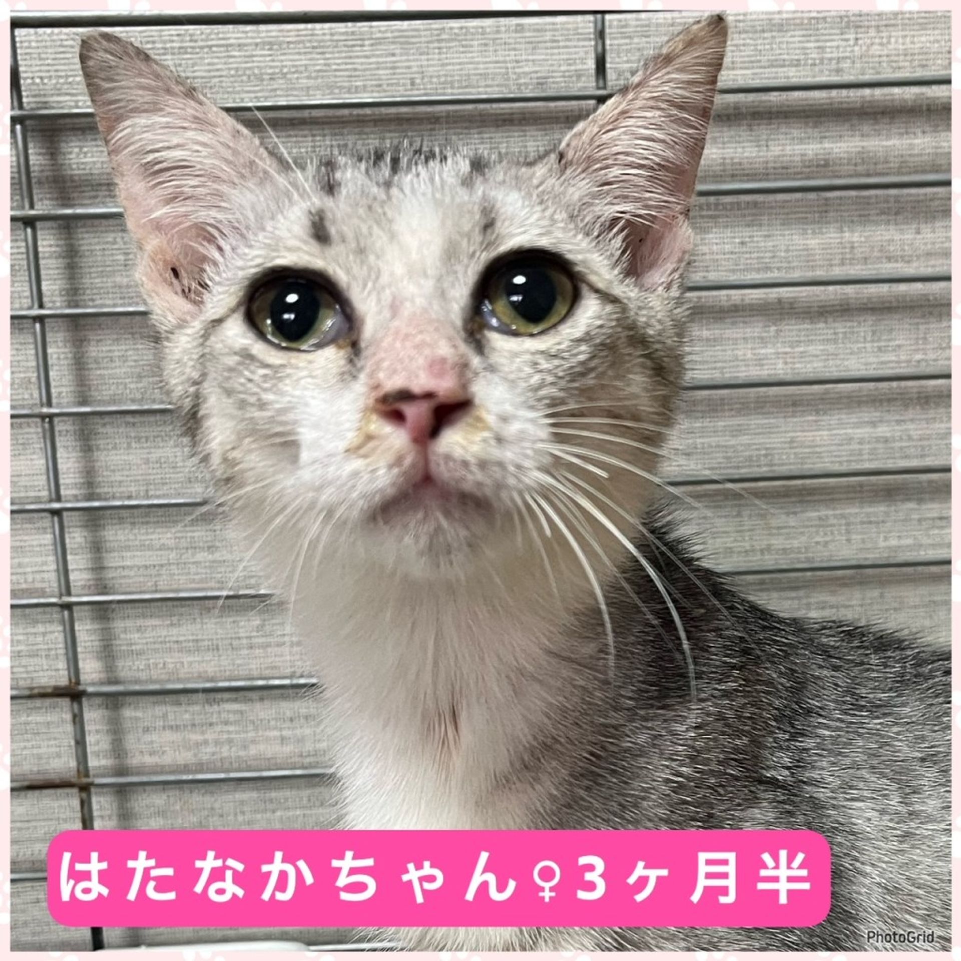 雑種（ミックス猫）・メスの里親募集の写真