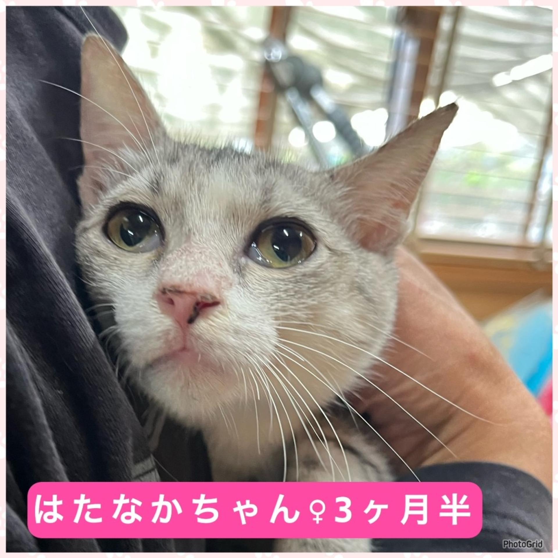 pet-image-2