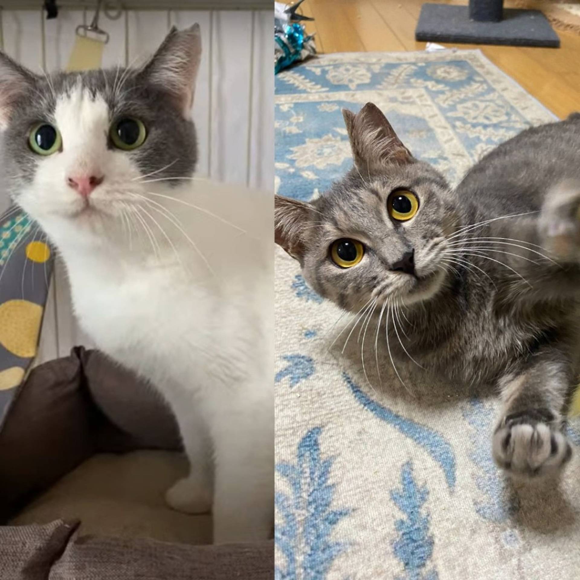 雑種（ミックス猫）・オスの里親募集の写真