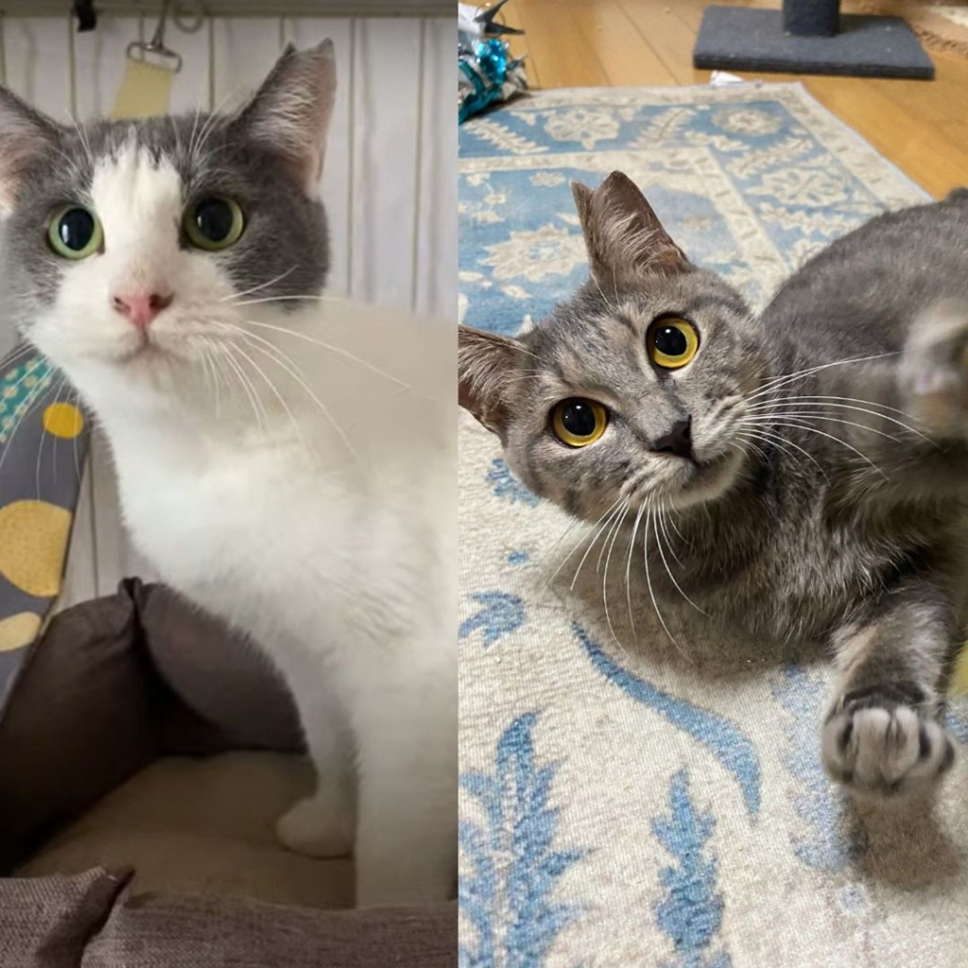 雑種（ミックス猫）・オスの里親募集の写真