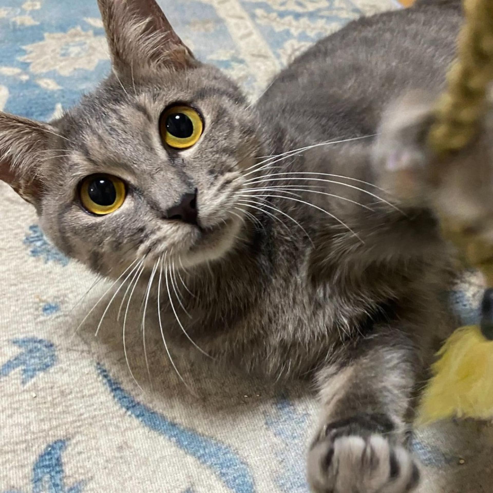 pet-image-2