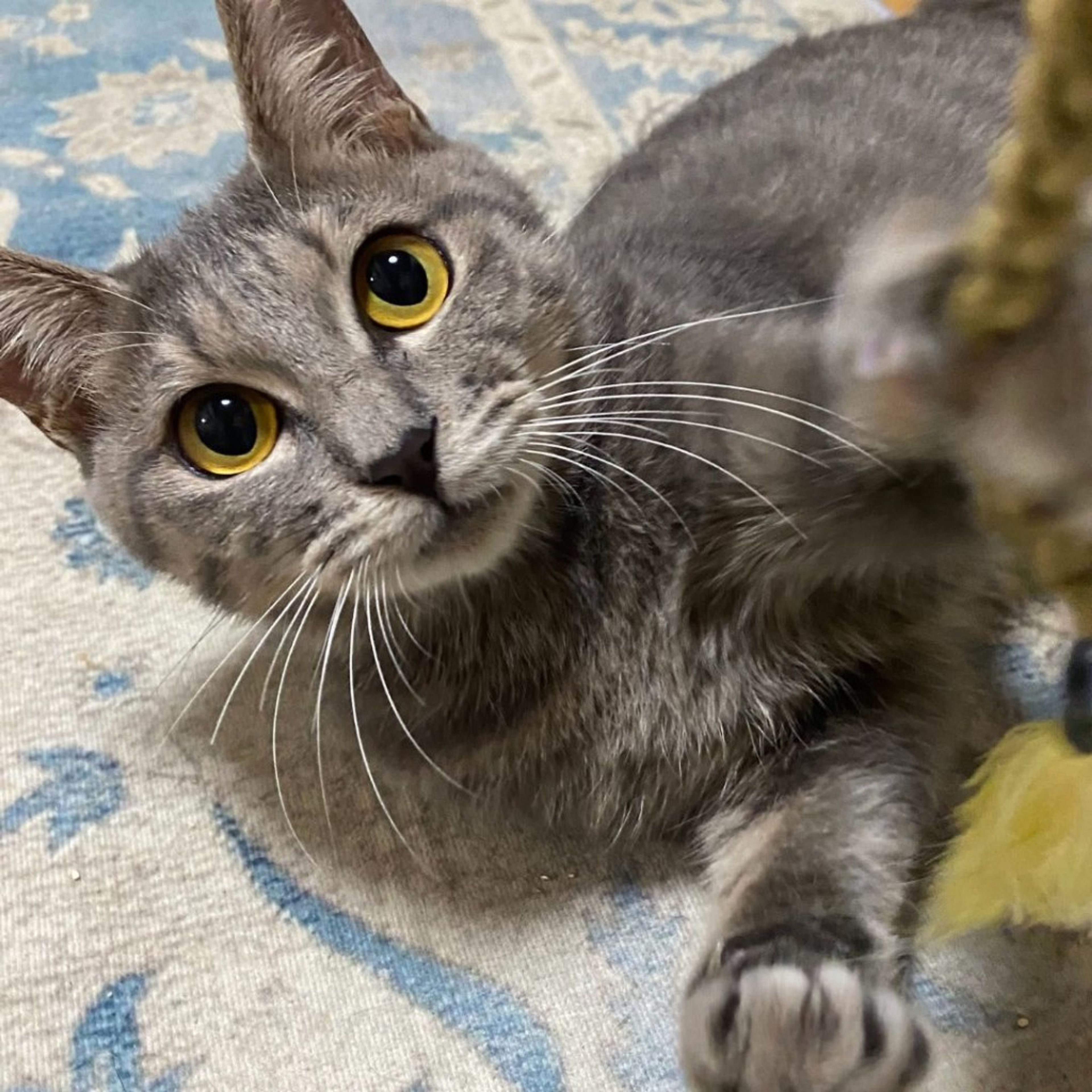 pet-image-2