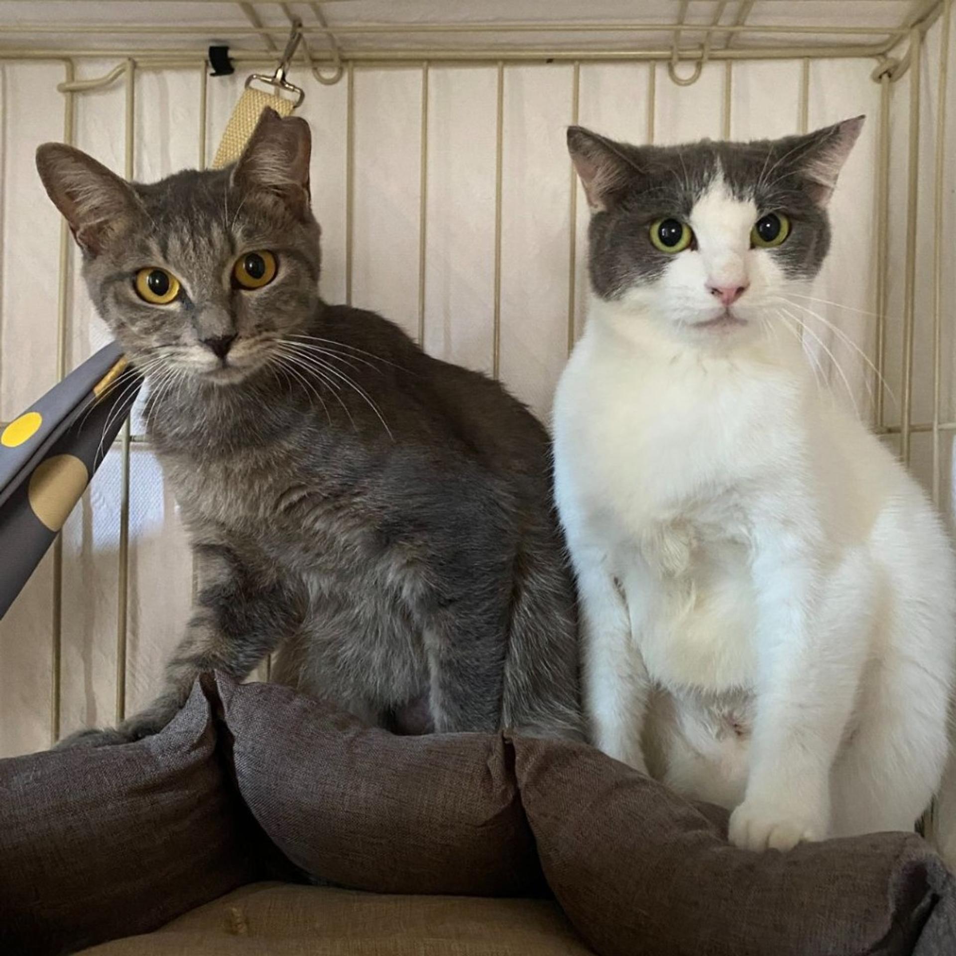 pet-image-4