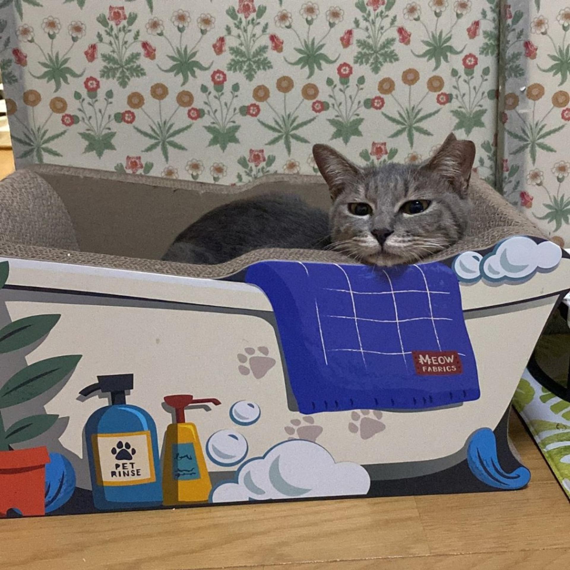 pet-image-5