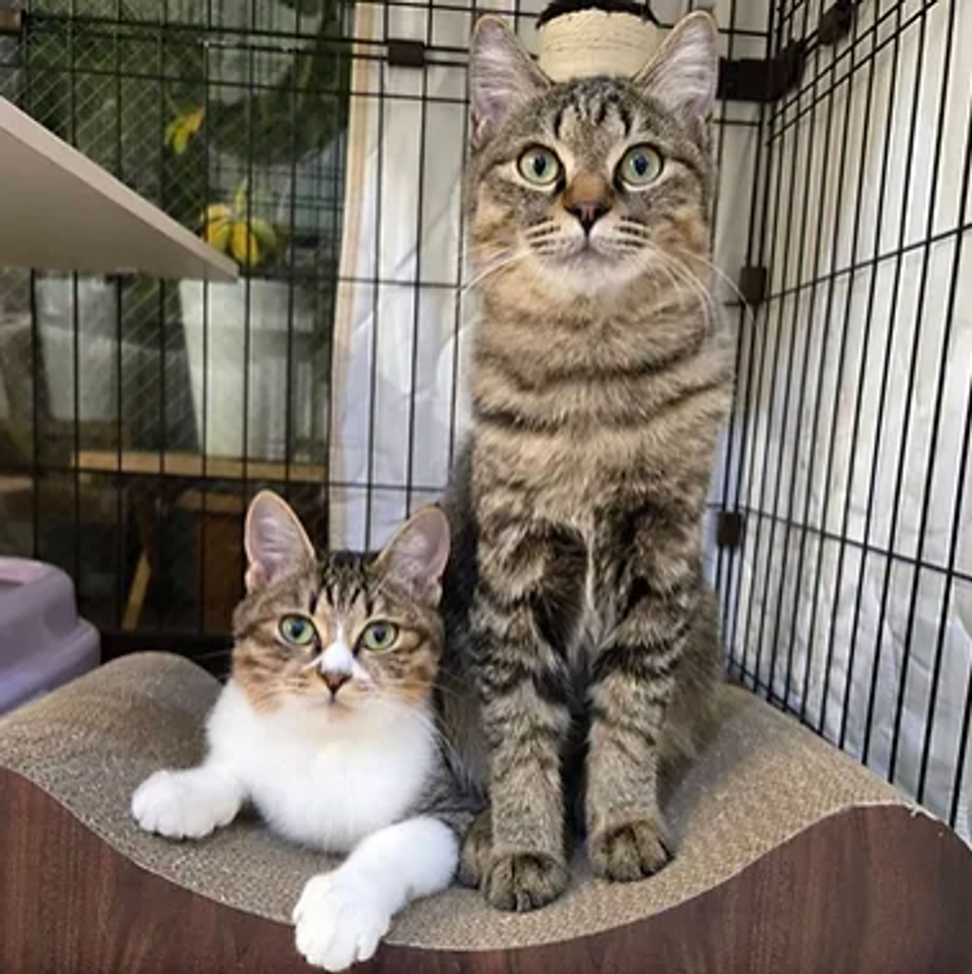 雑種（ミックス猫）・メスの里親募集の写真