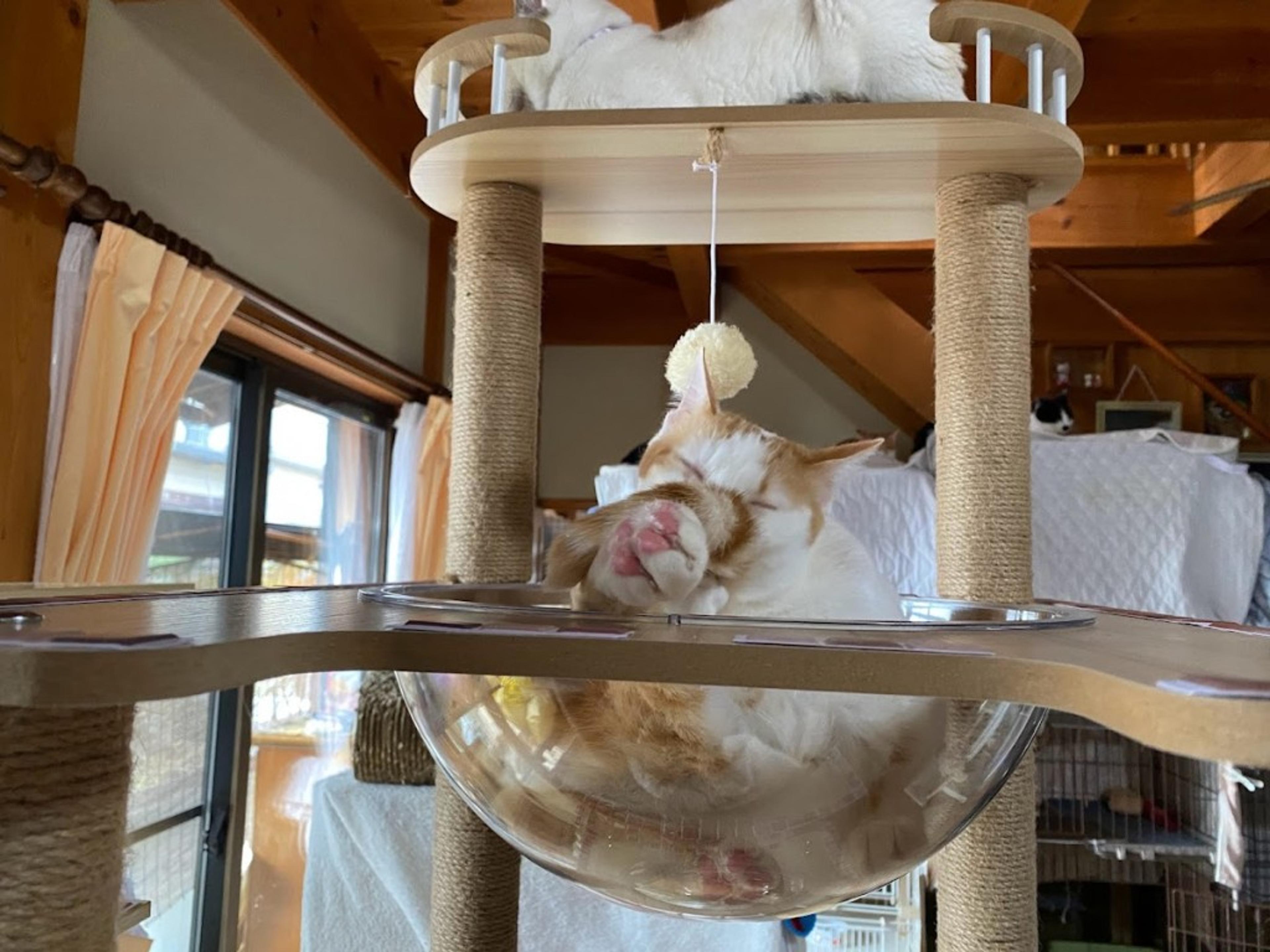 pet-image-2