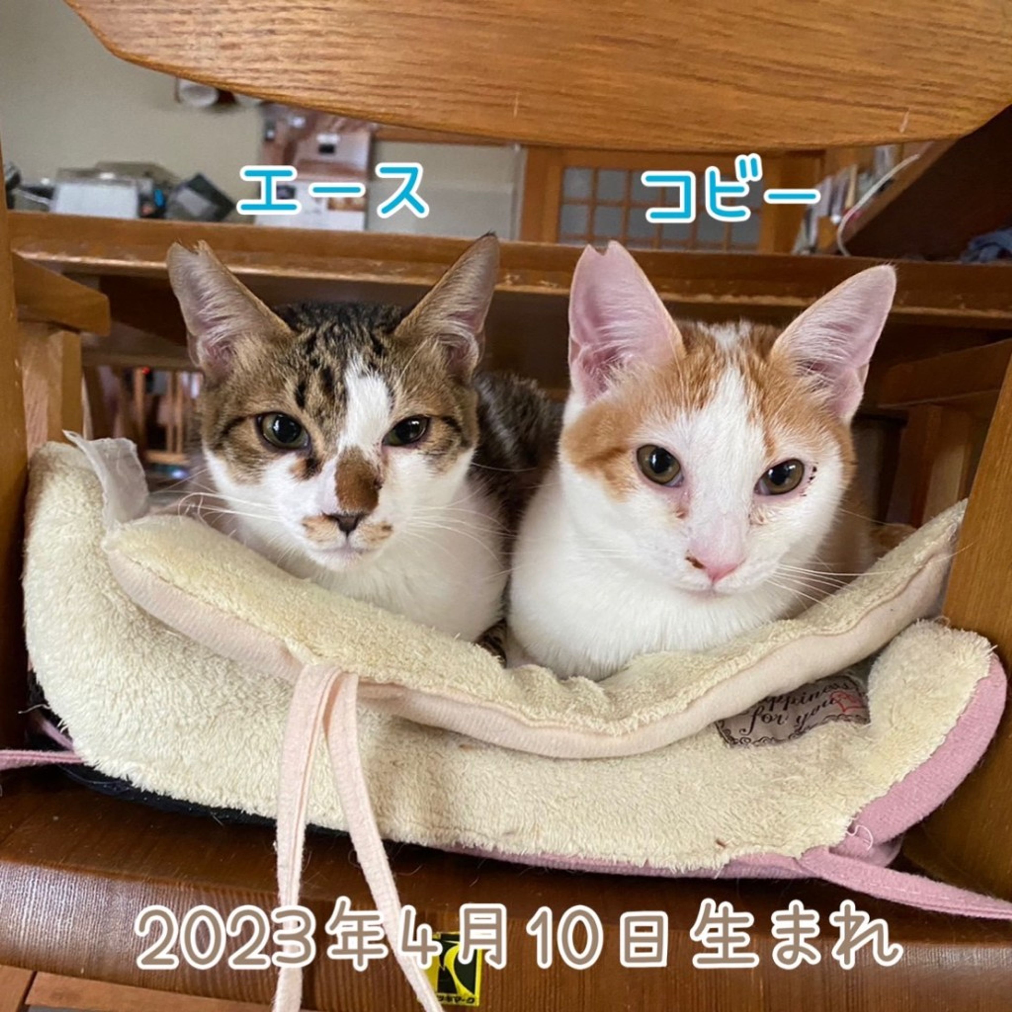 image-3