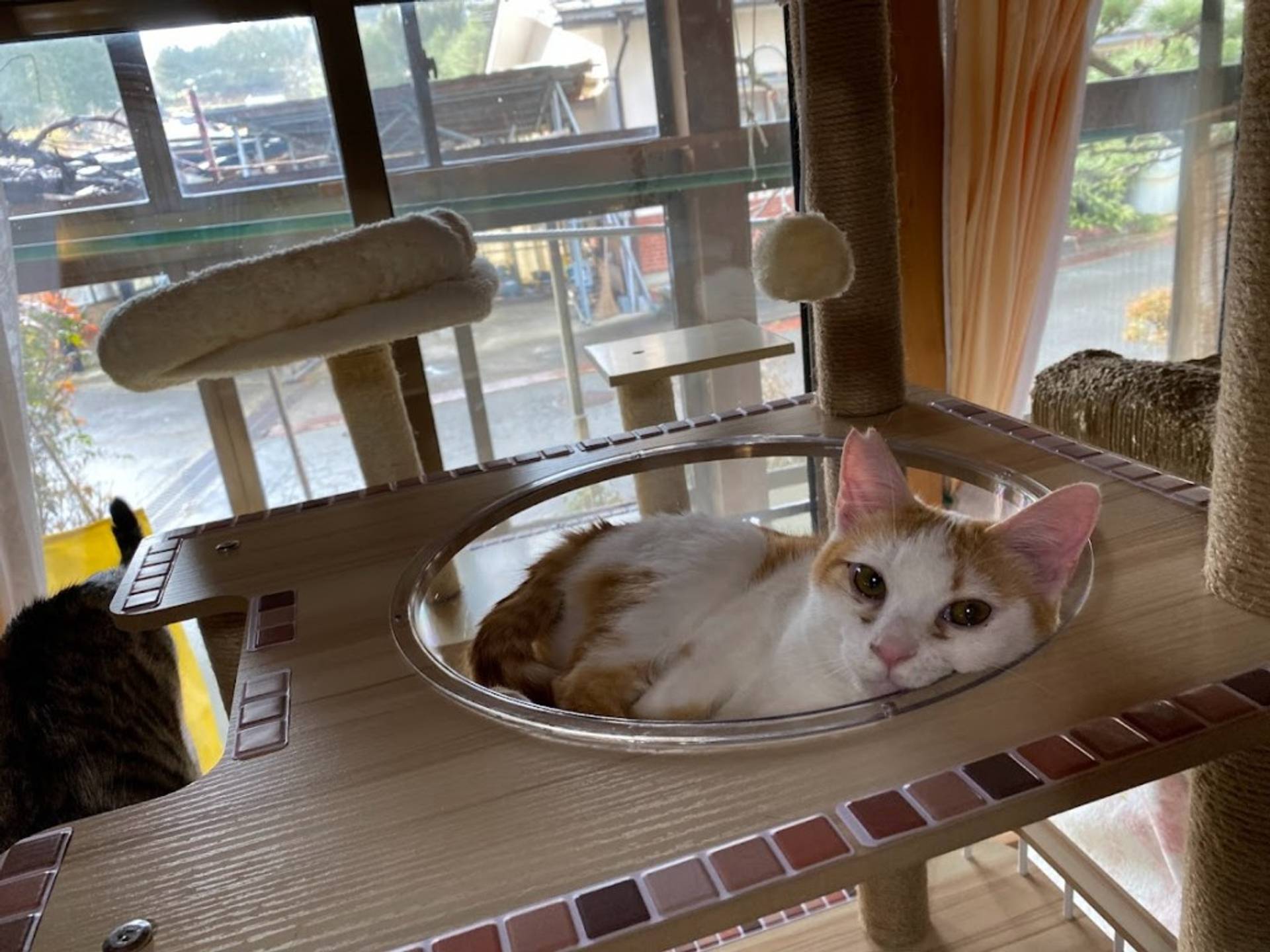 雑種（ミックス猫）・オスの里親募集の写真