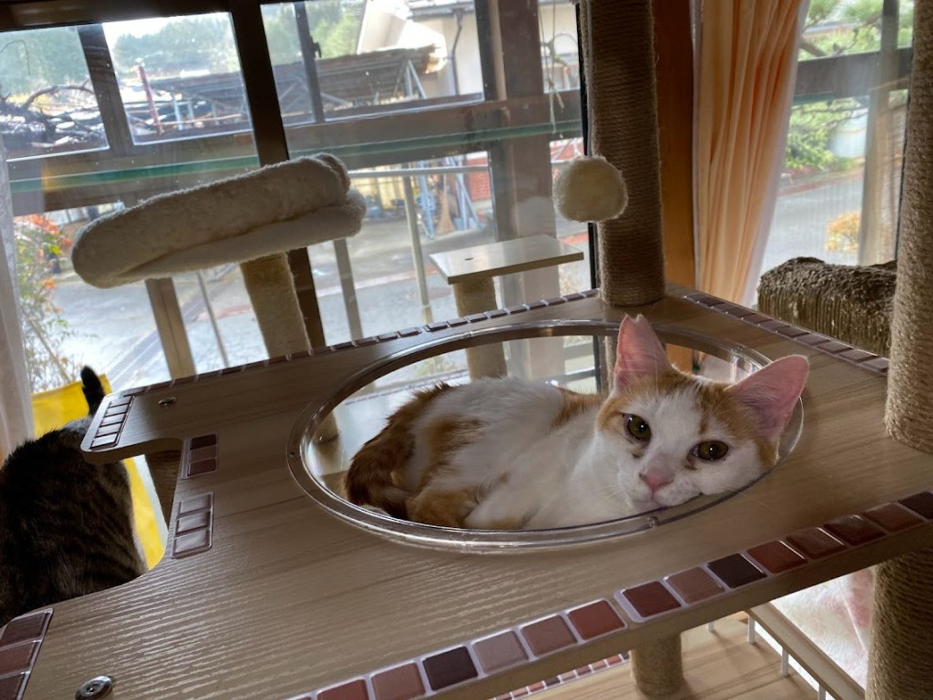 雑種（ミックス猫）・オスの里親募集の写真