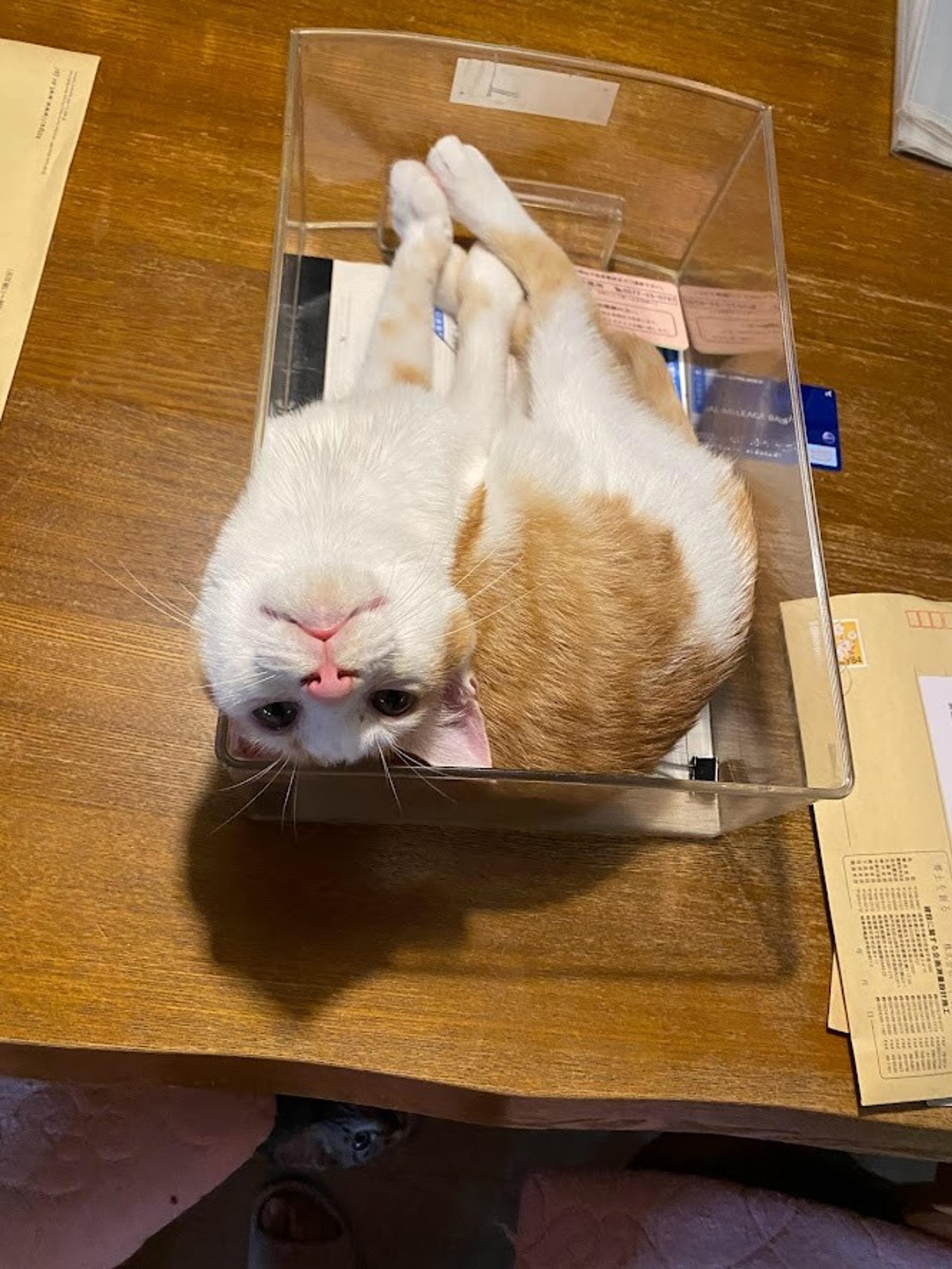 pet-image-5