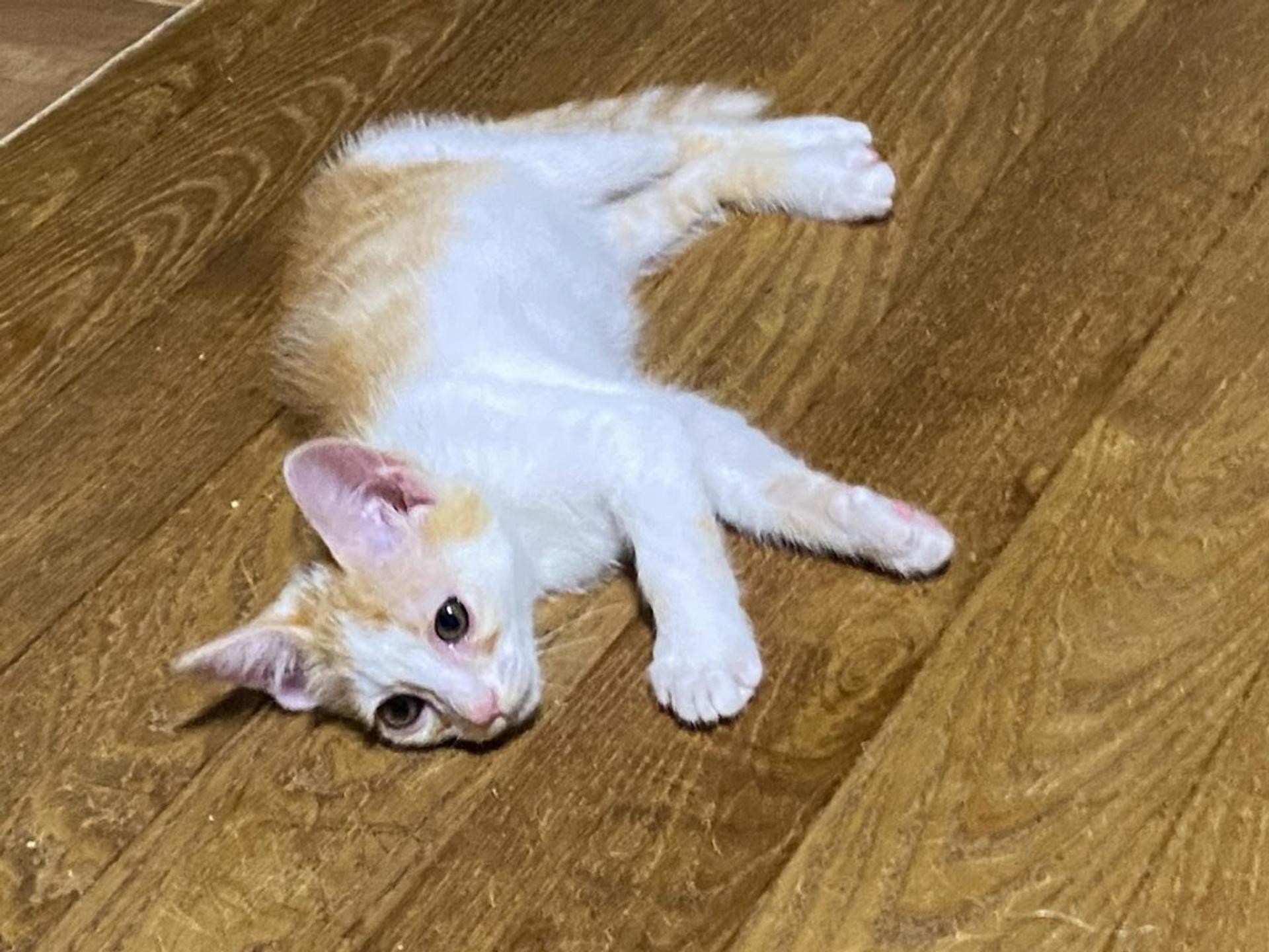 pet-image-6