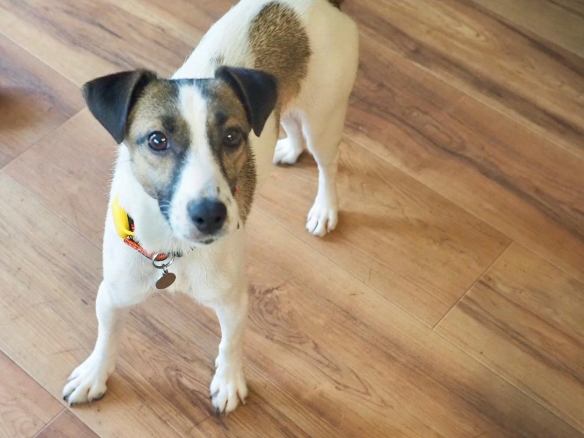 pet-image-2