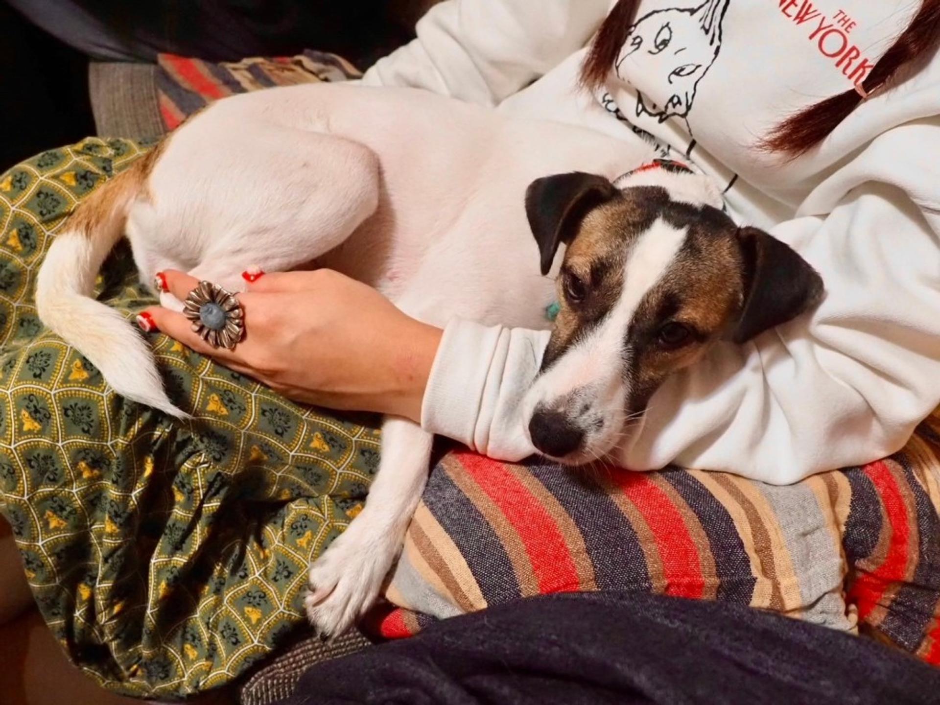 pet-image-3