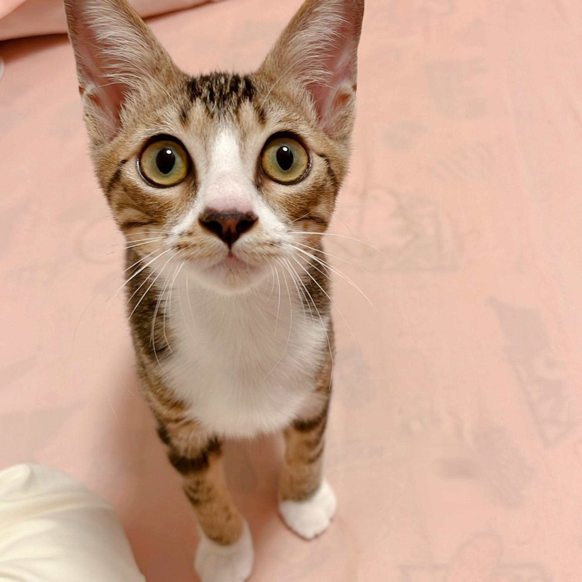 pet-image-2