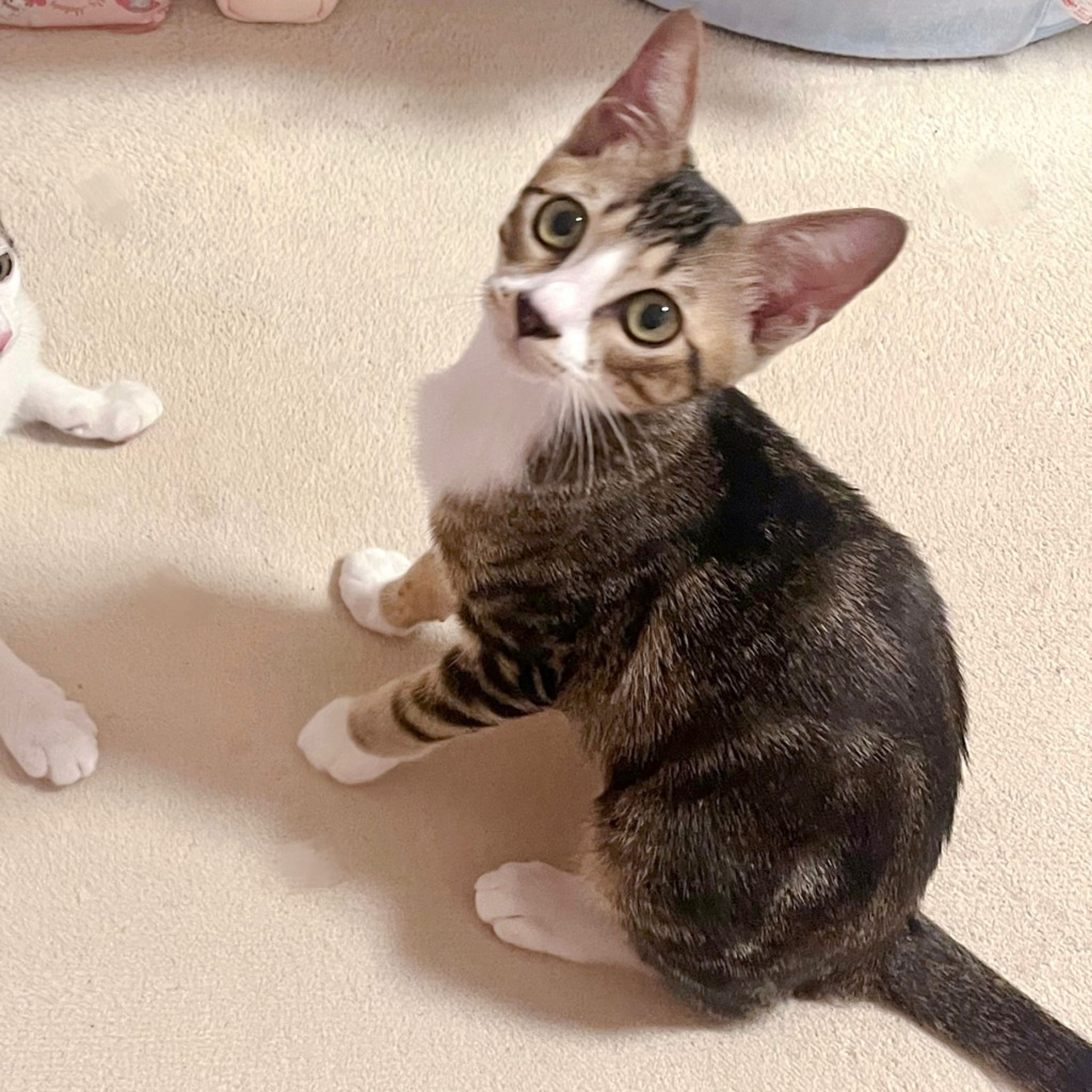 pet-image-3