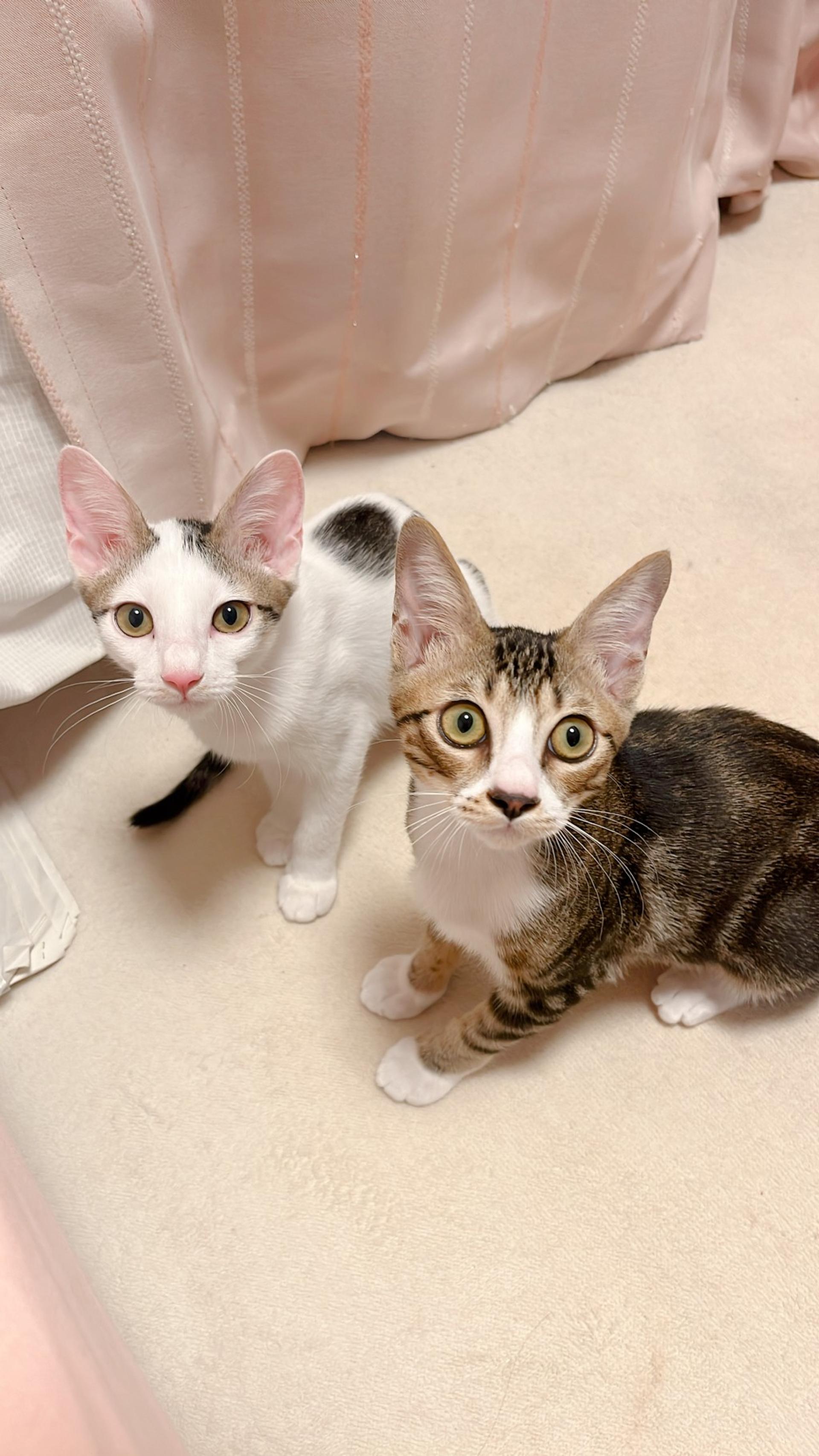 pet-image-7