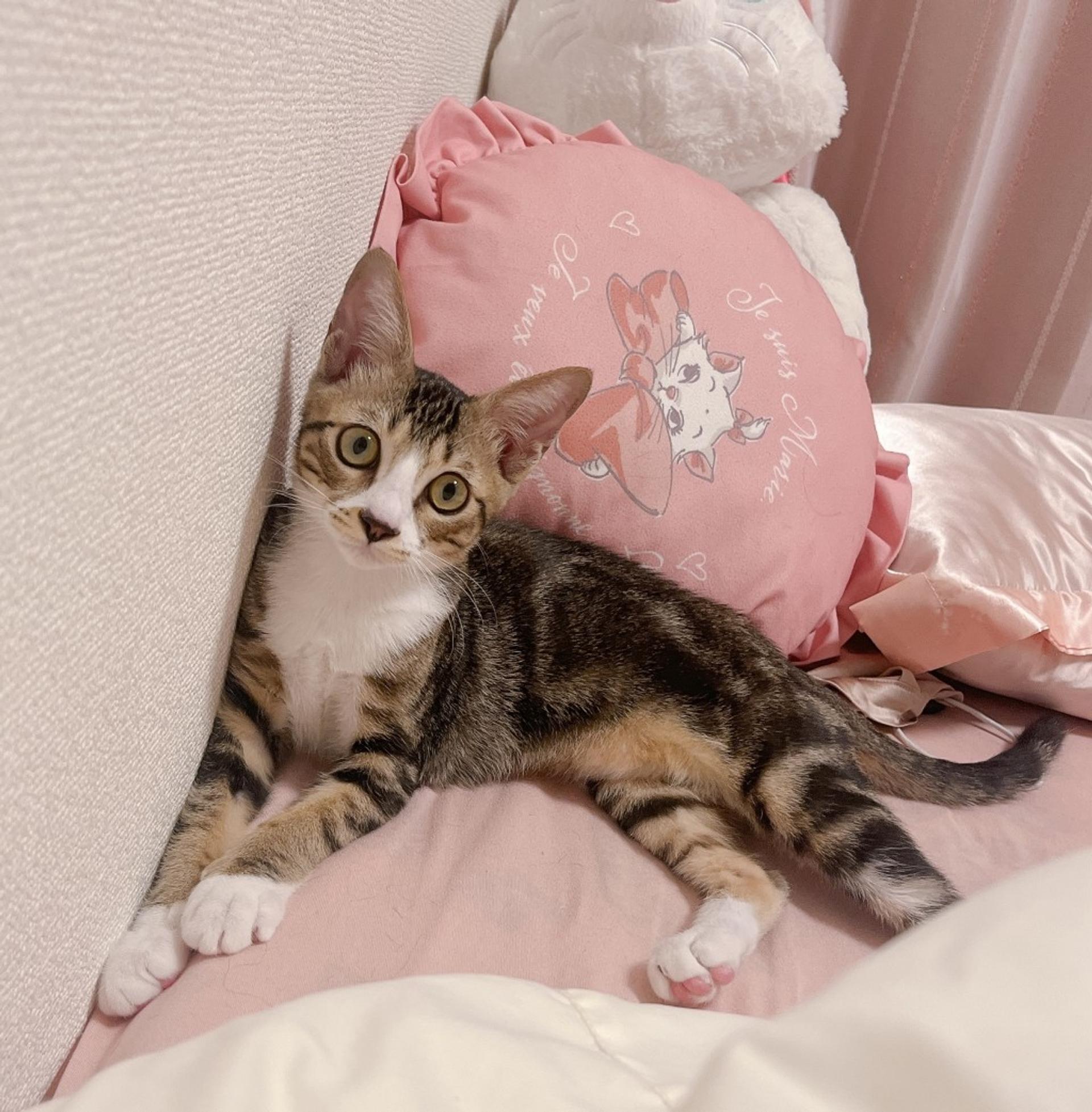pet-image-5