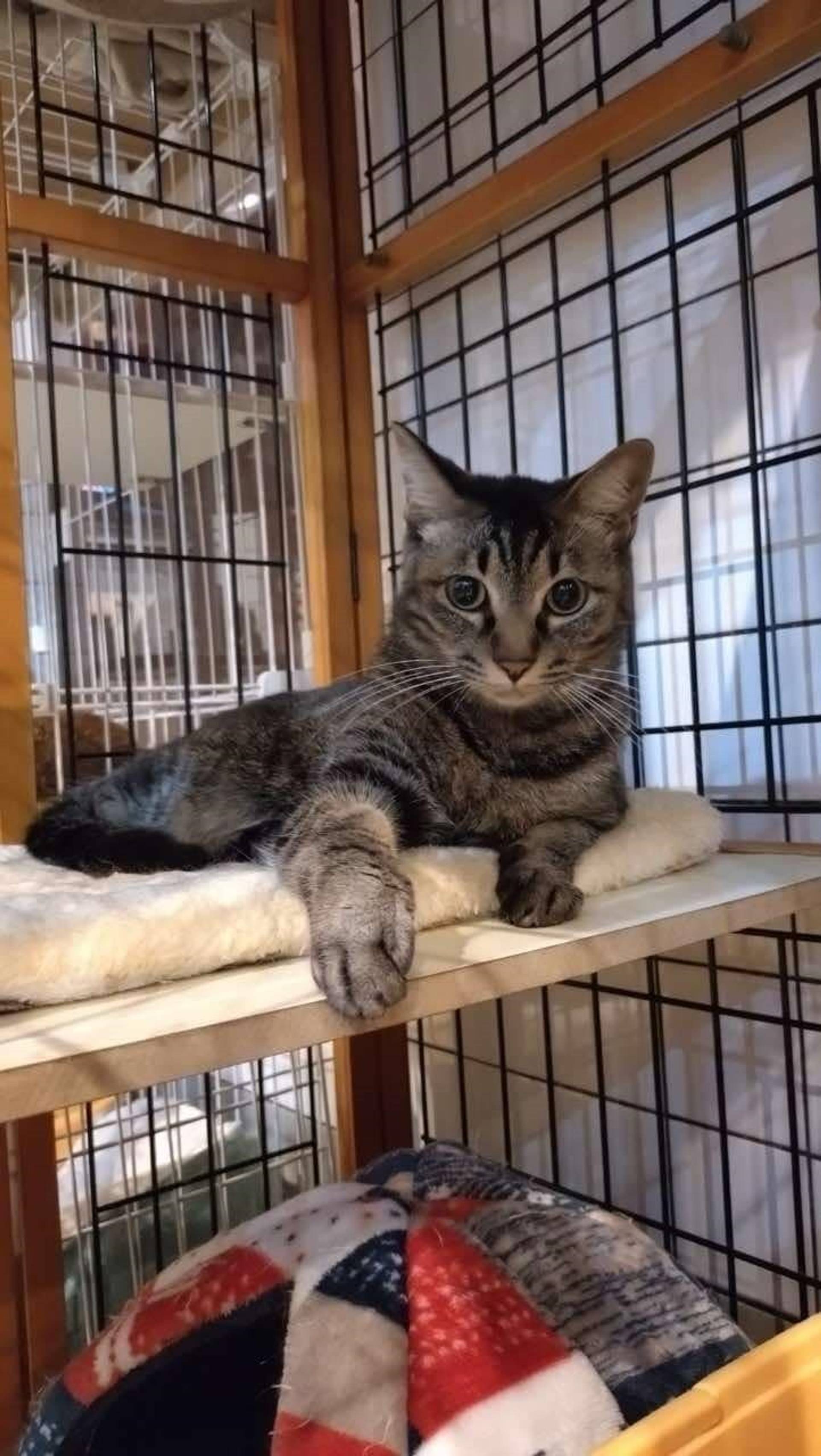 雑種（ミックス猫）・メスの里親募集の写真