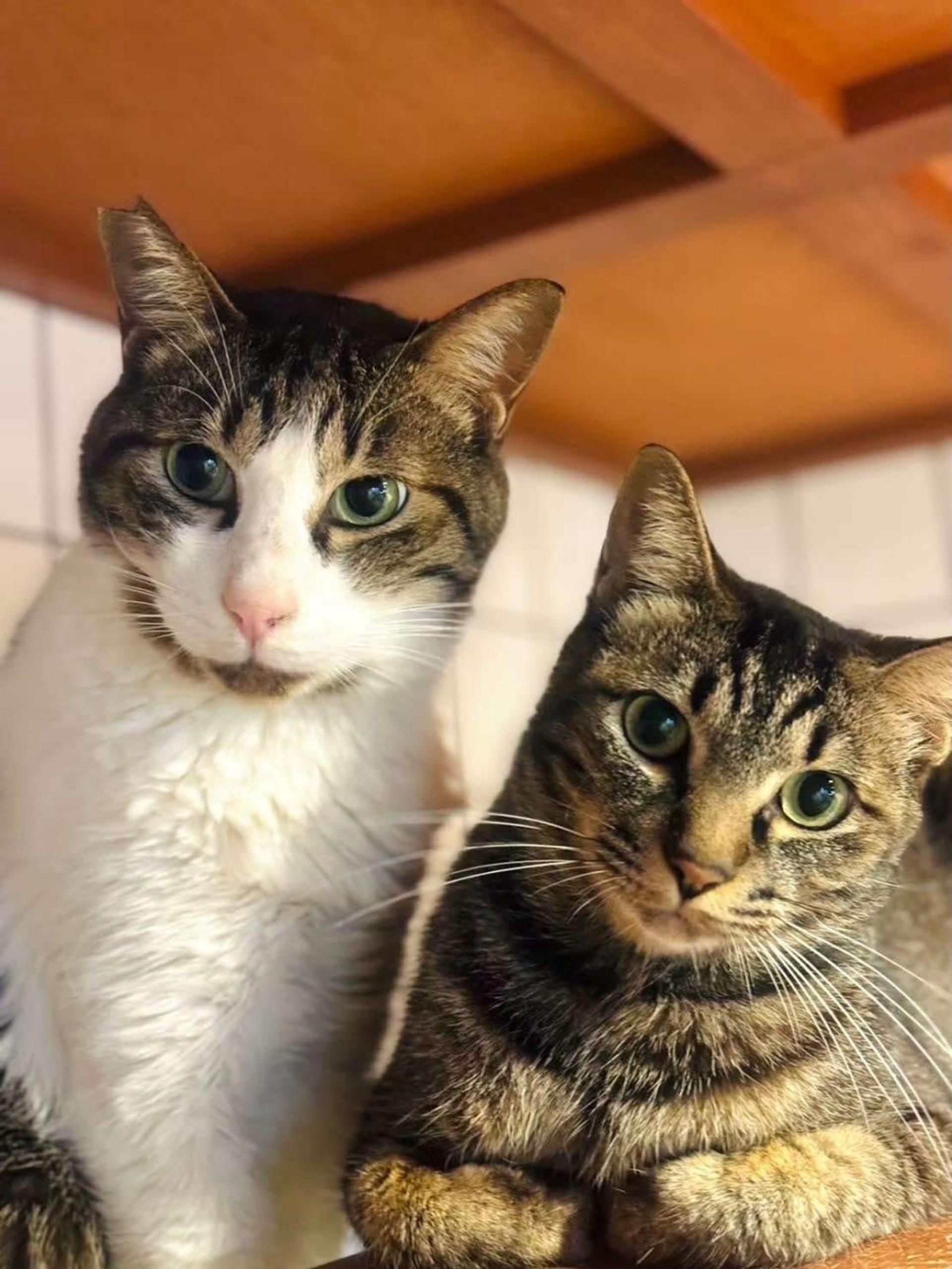 pet-image-4