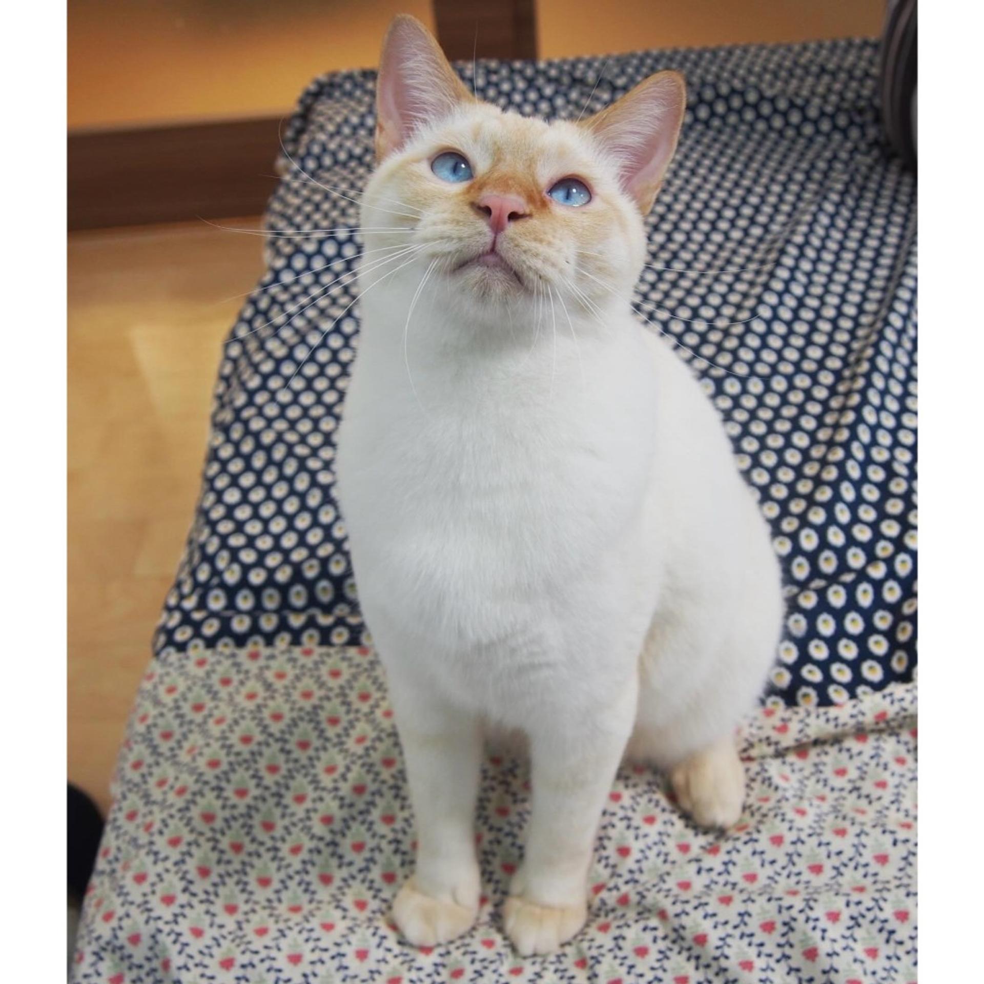 pet-image-3
