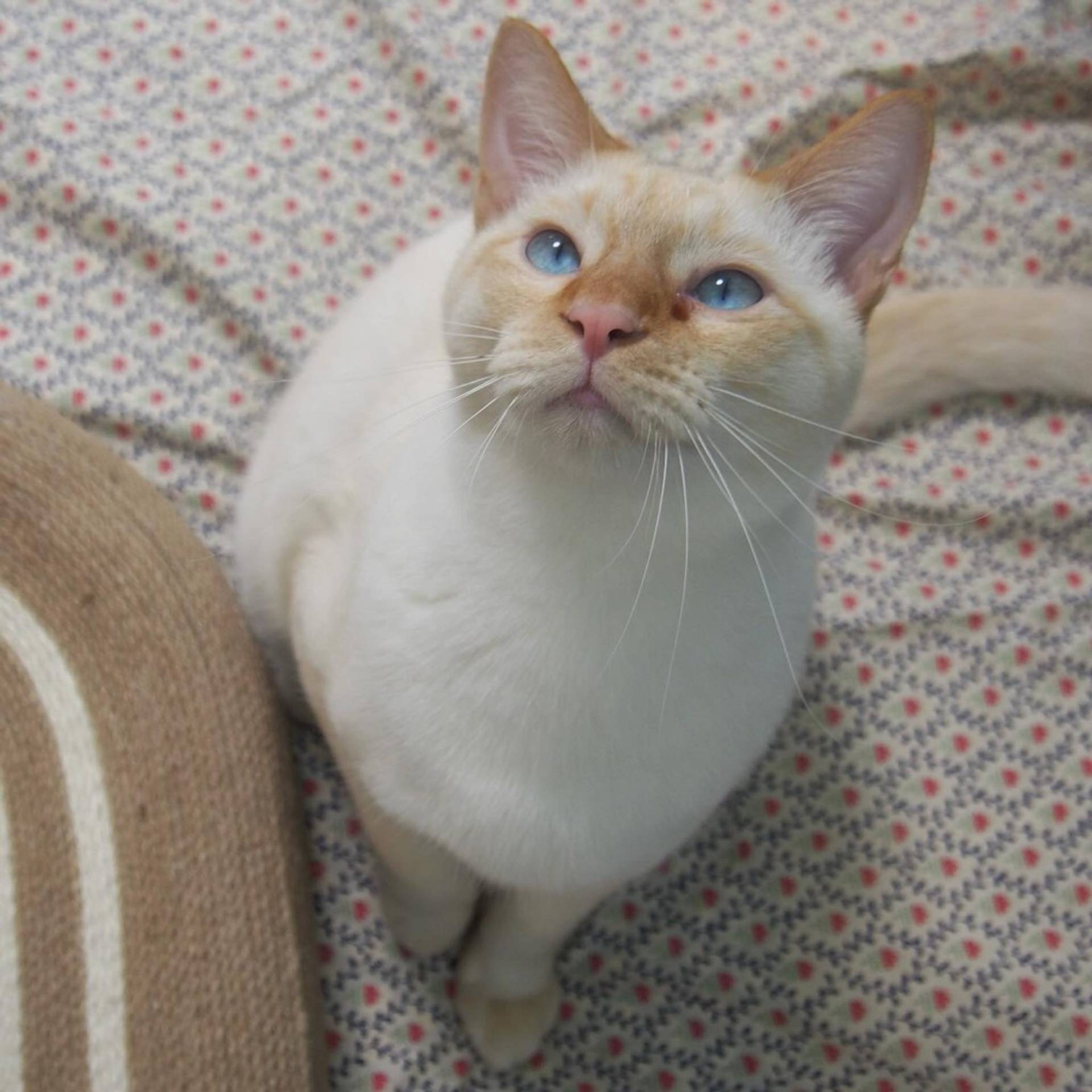 雑種（ミックス猫）・オスの里親募集の写真