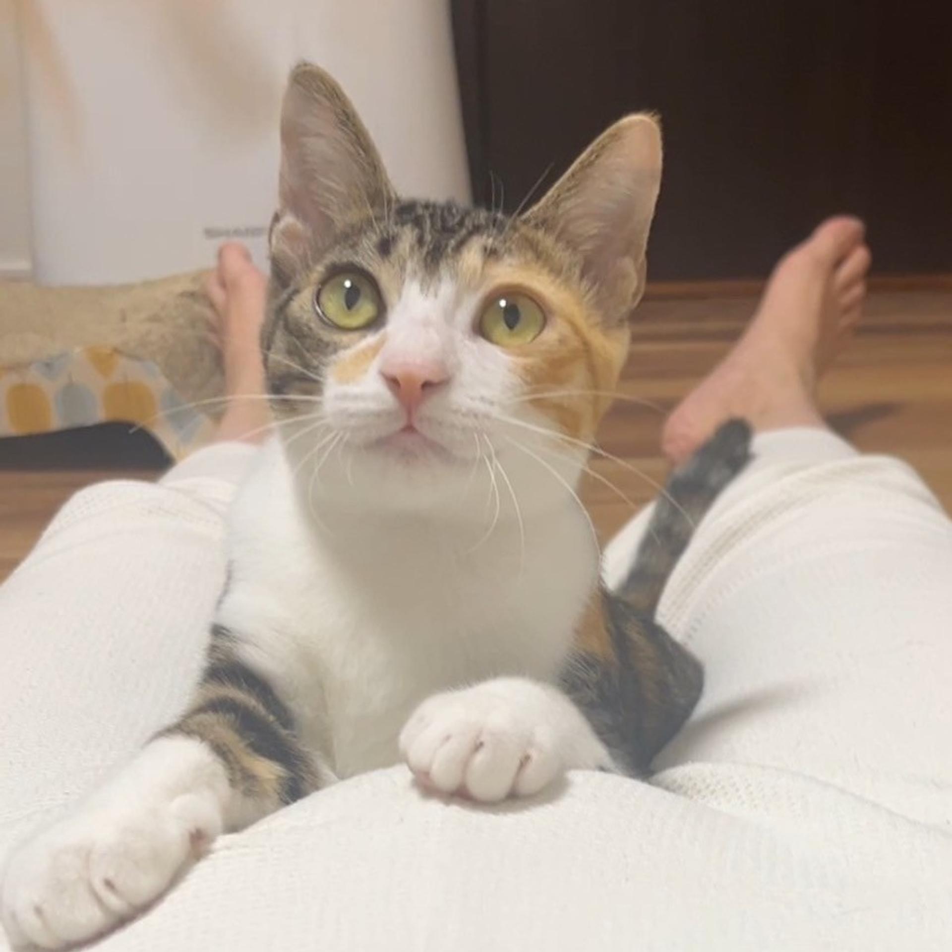 pet-image-10