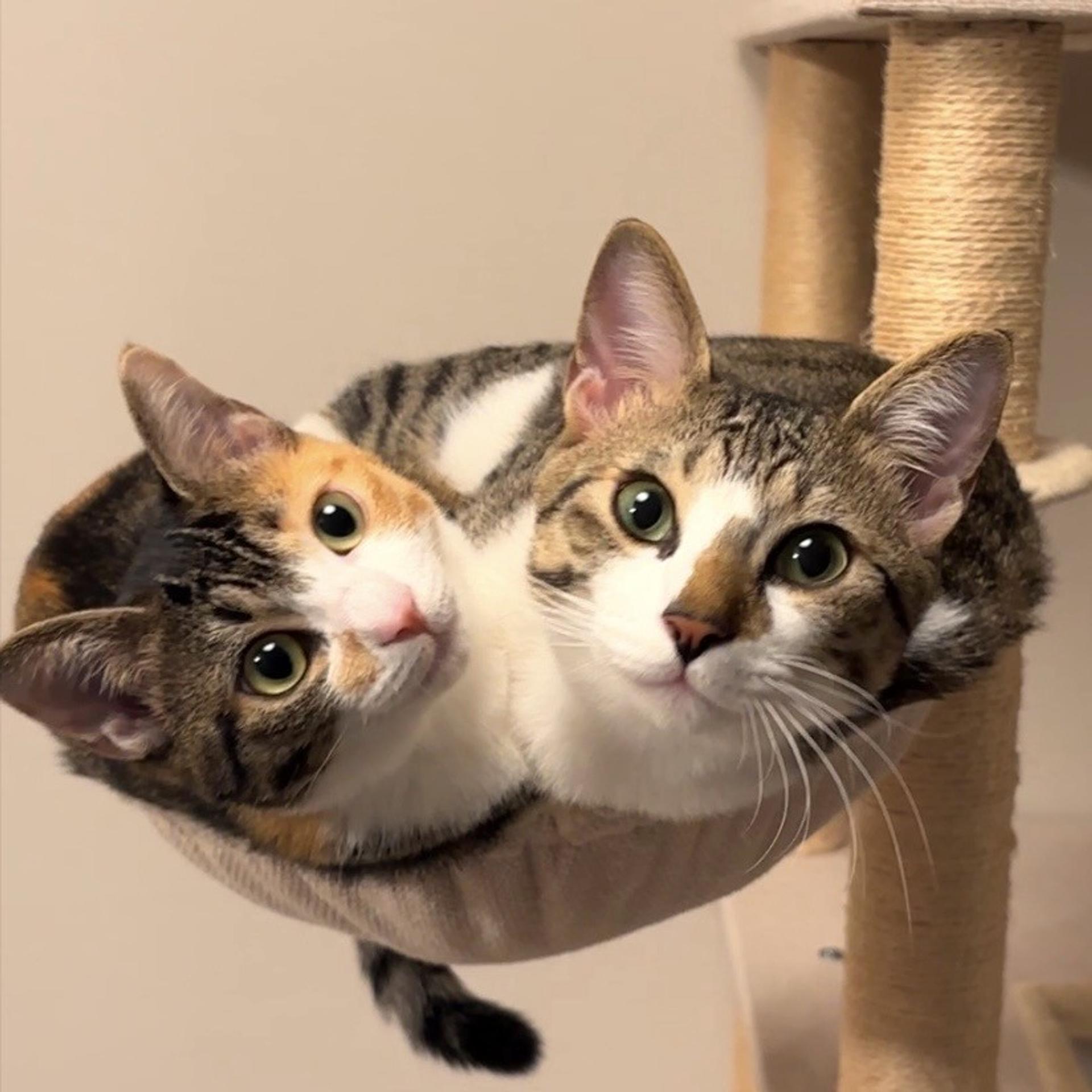 pet-image-8
