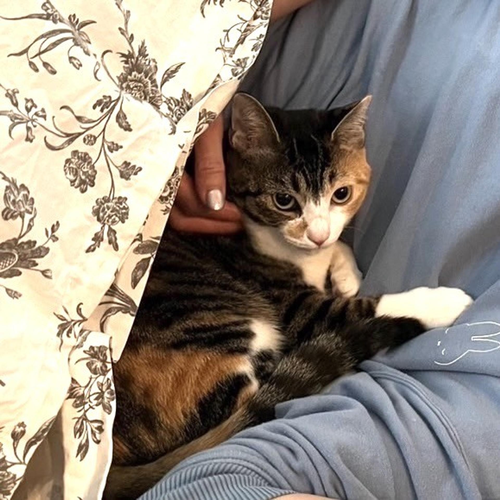 pet-image-2