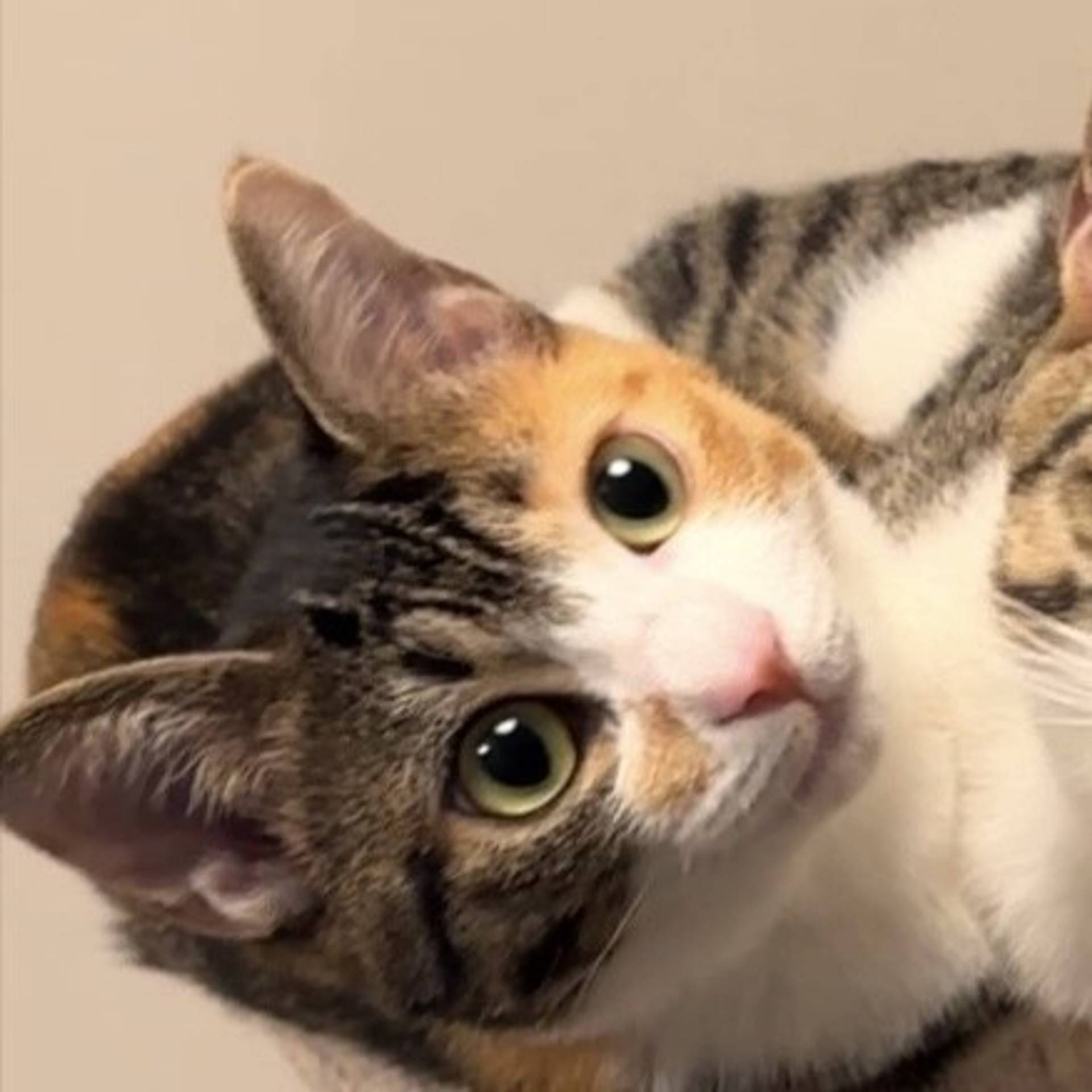 雑種（ミックス猫）・メスの里親募集の写真
