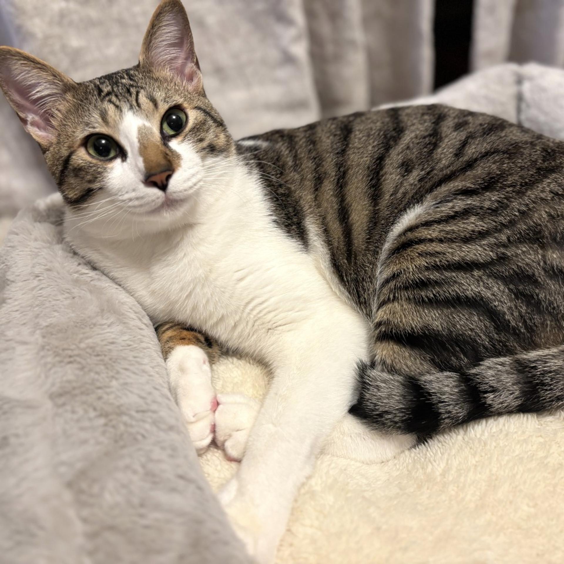 pet-image-5