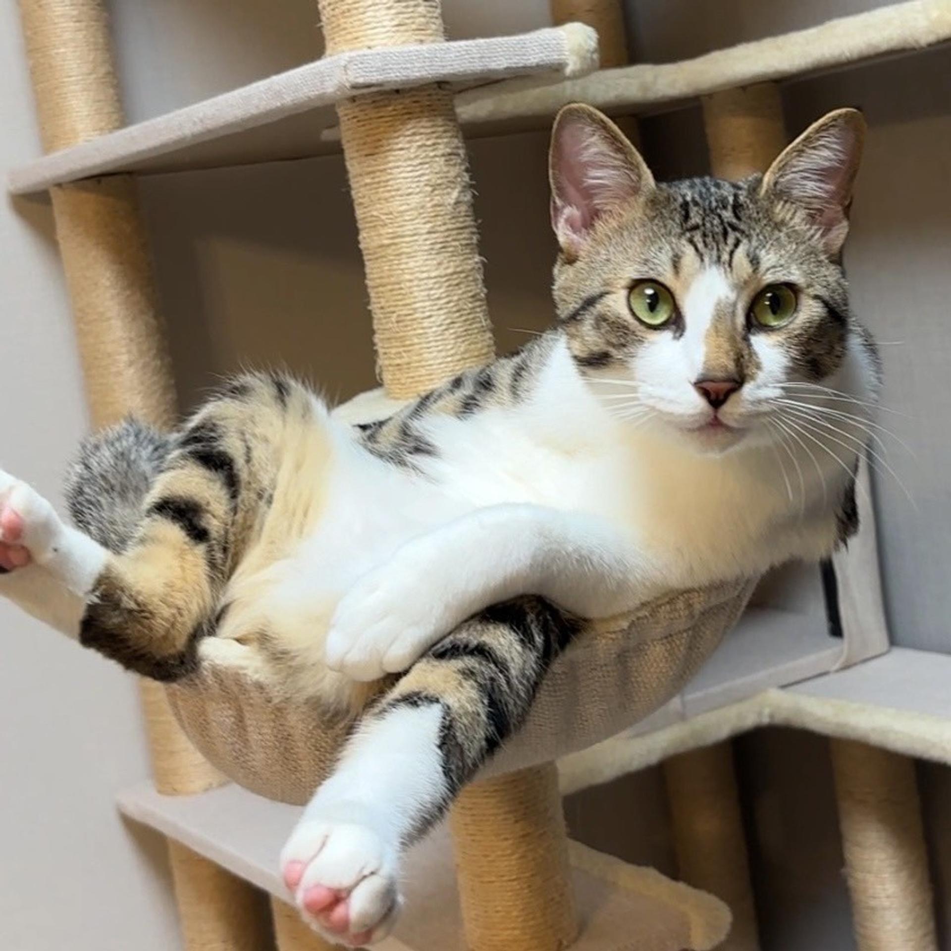 pet-image-2
