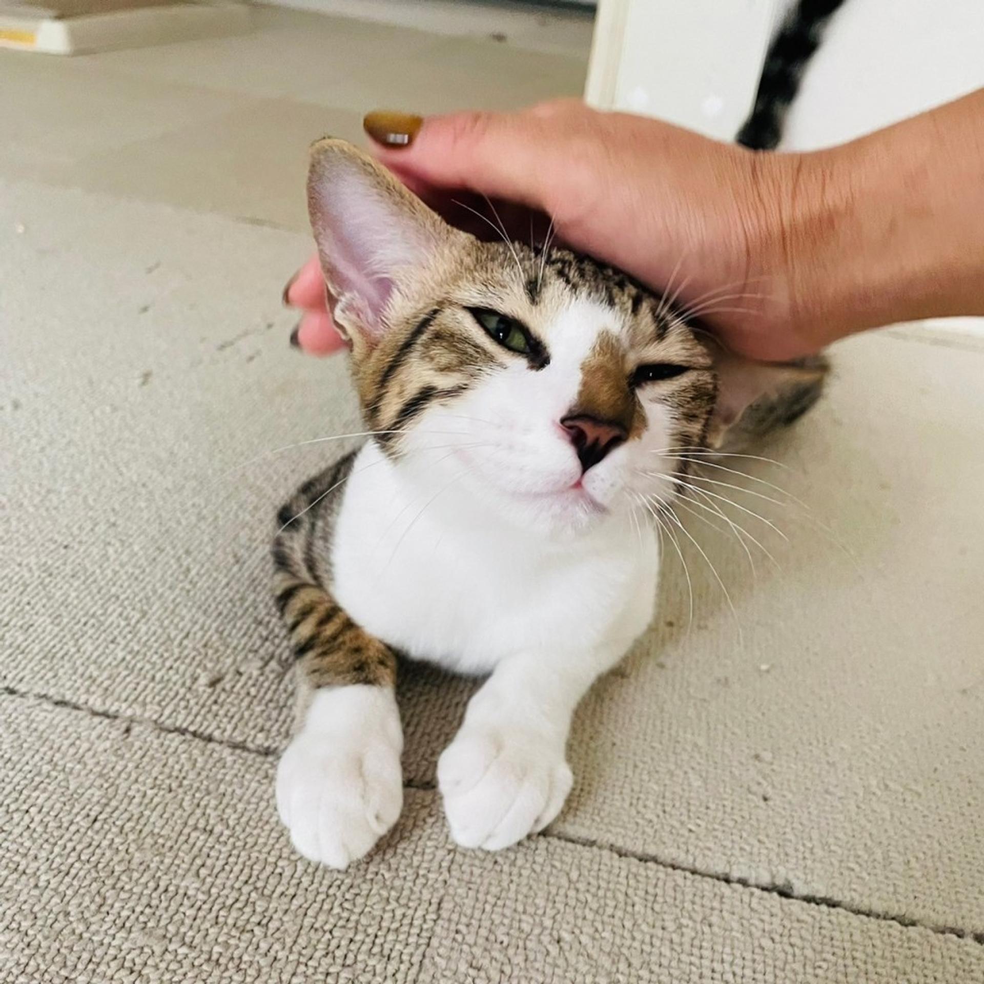 pet-image-10