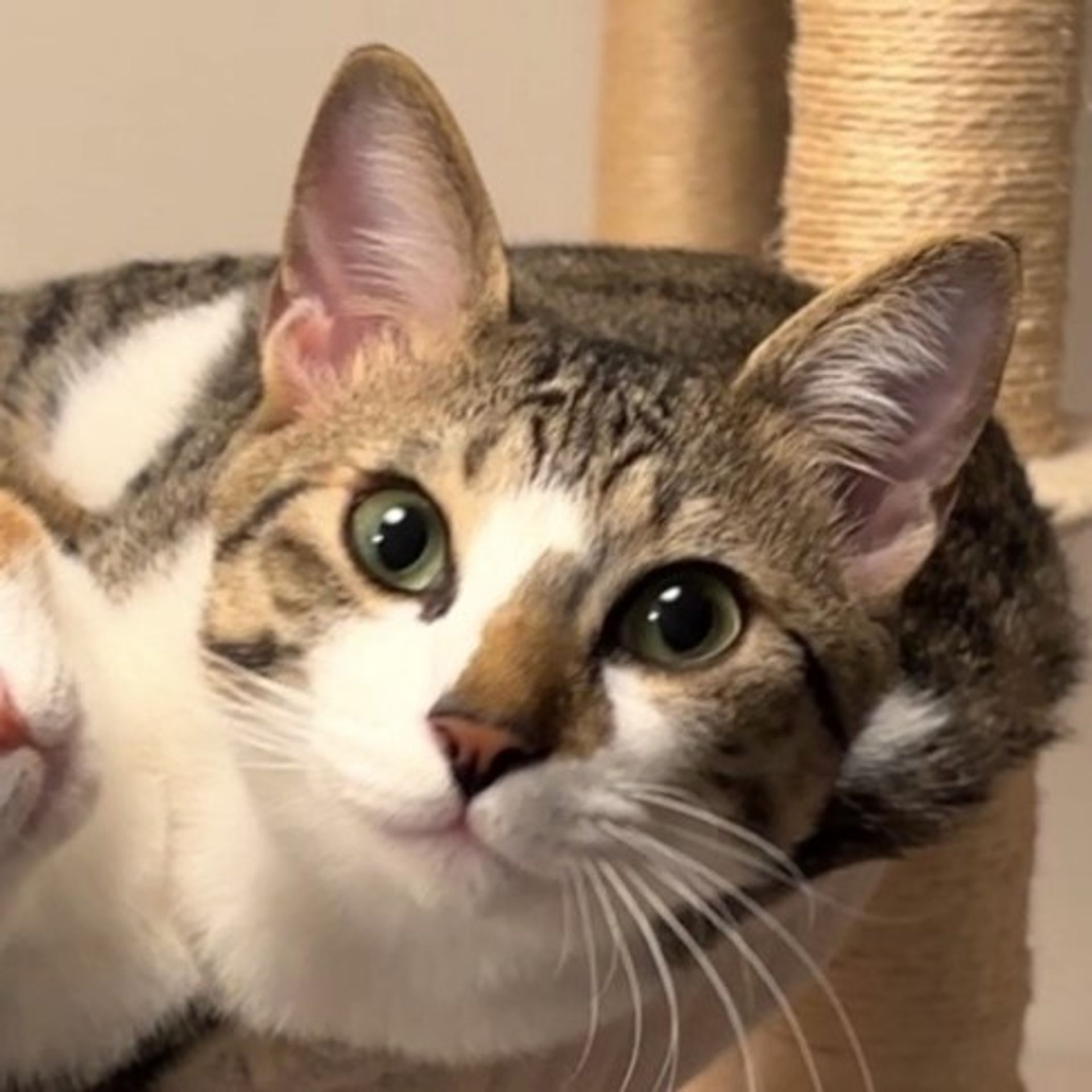 雑種（ミックス猫）・オスの里親募集の写真