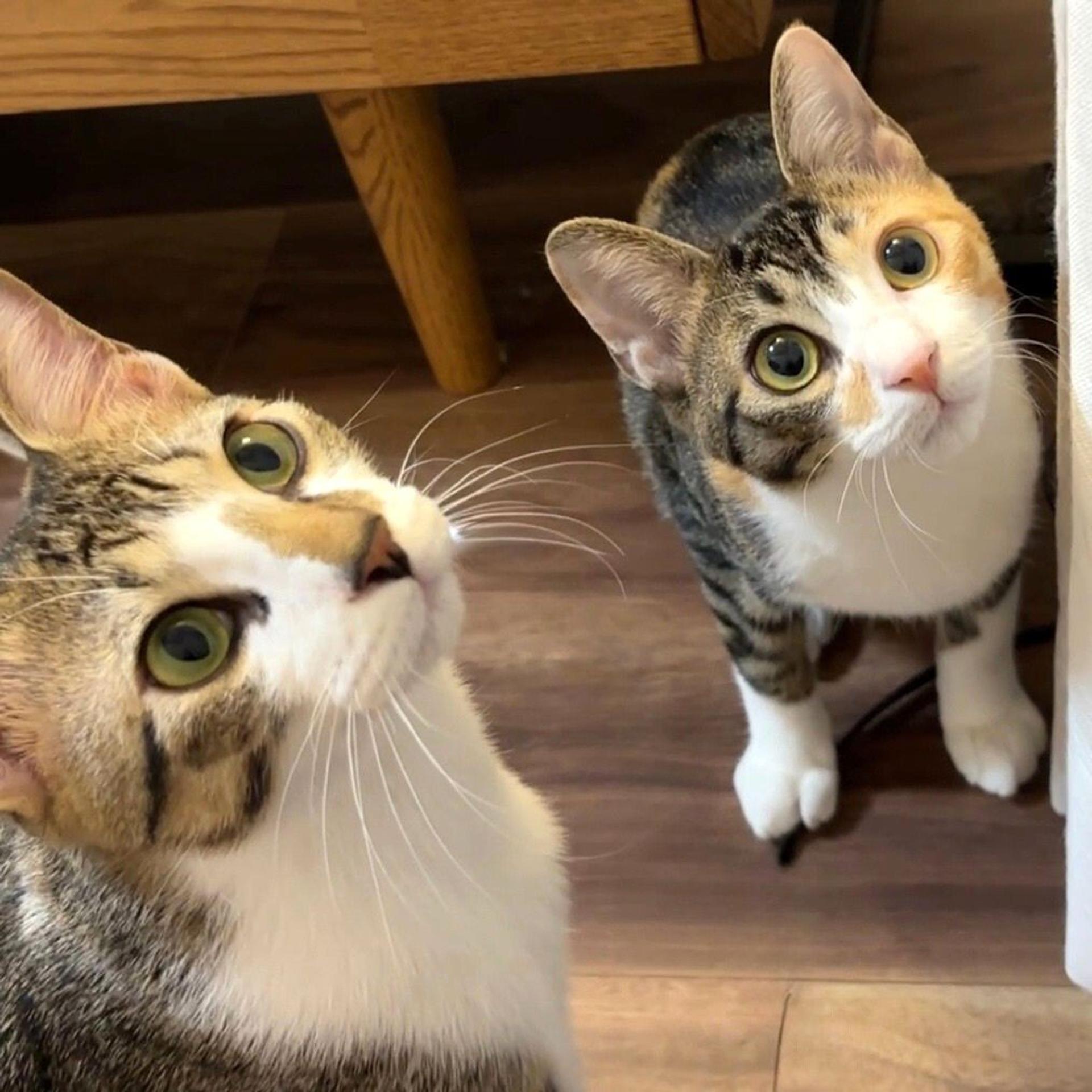 pet-image-9