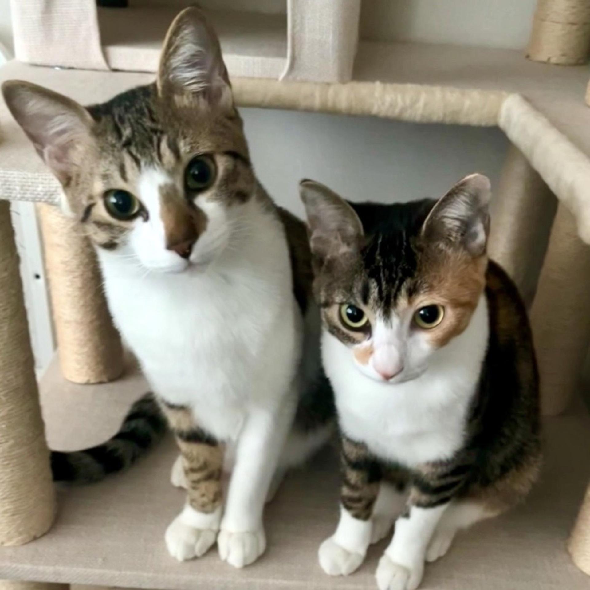 pet-image-7