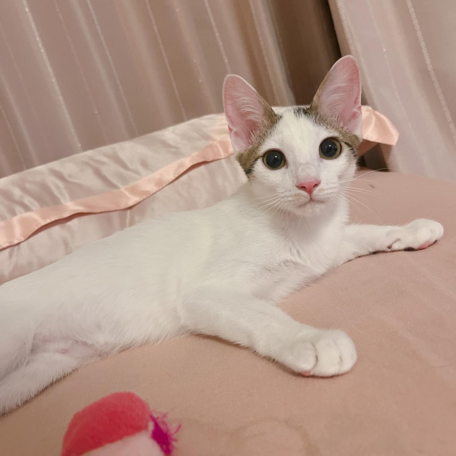 pet-image-10