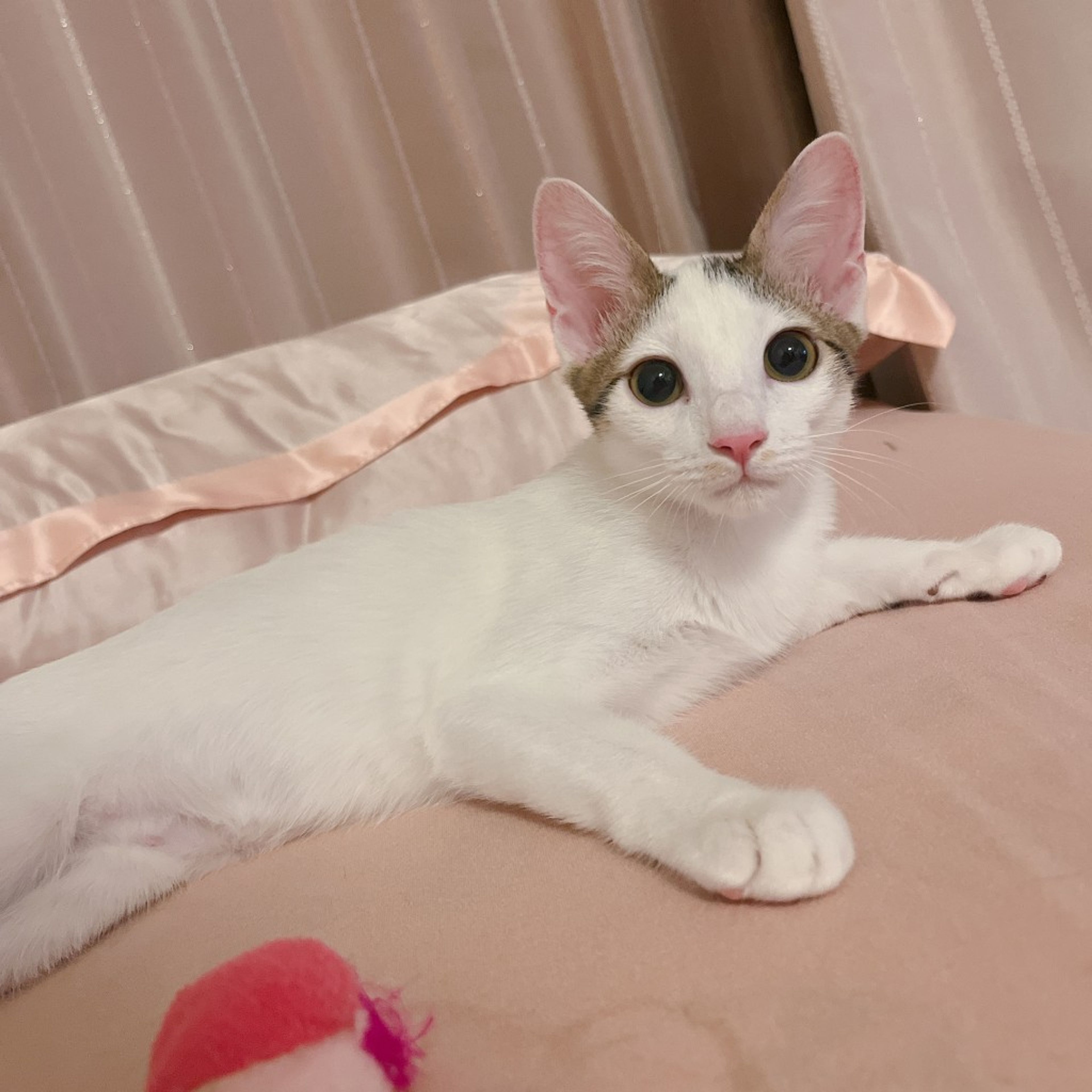 pet-image-10