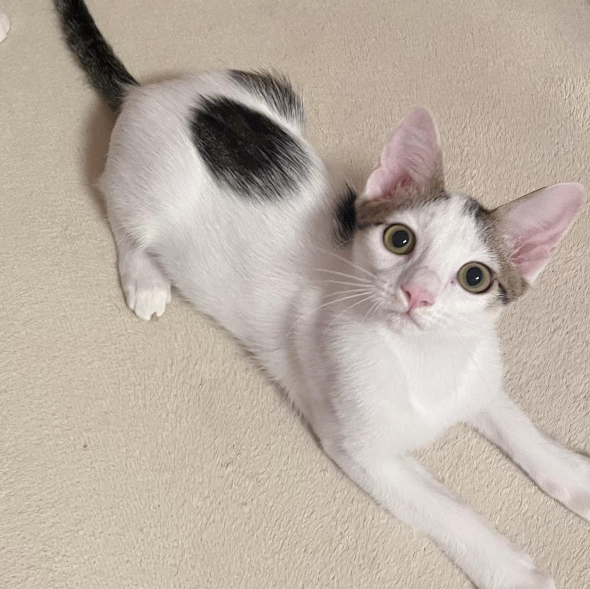 pet-image-4