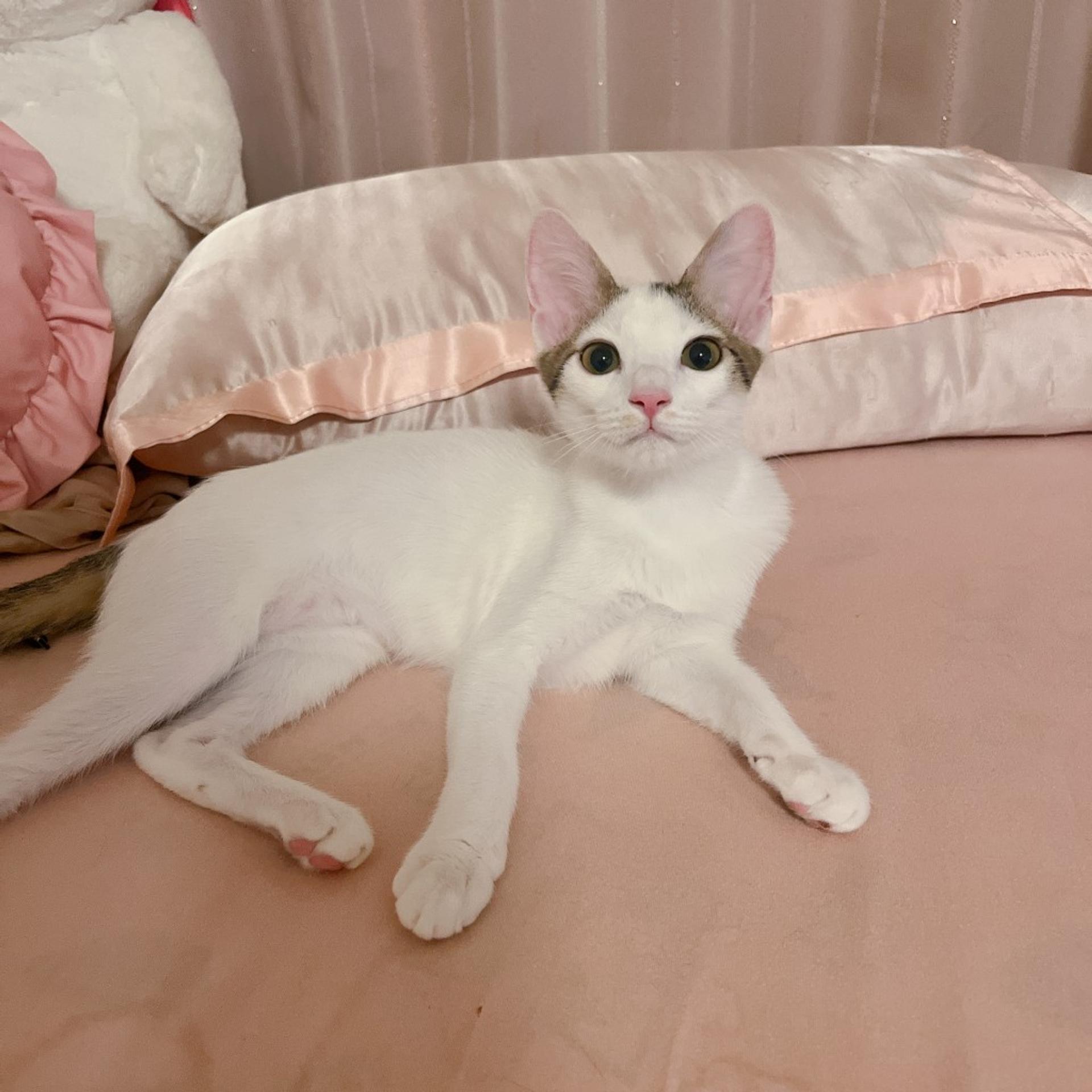 pet-image-5